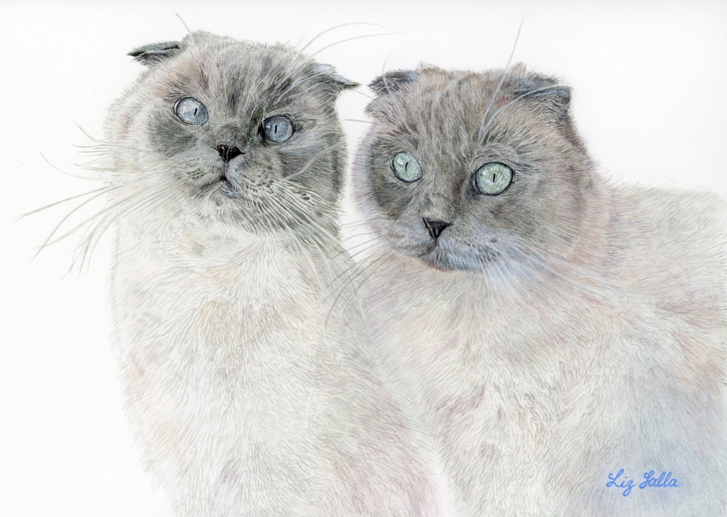 a watercolor portrait of two scottish fold cats