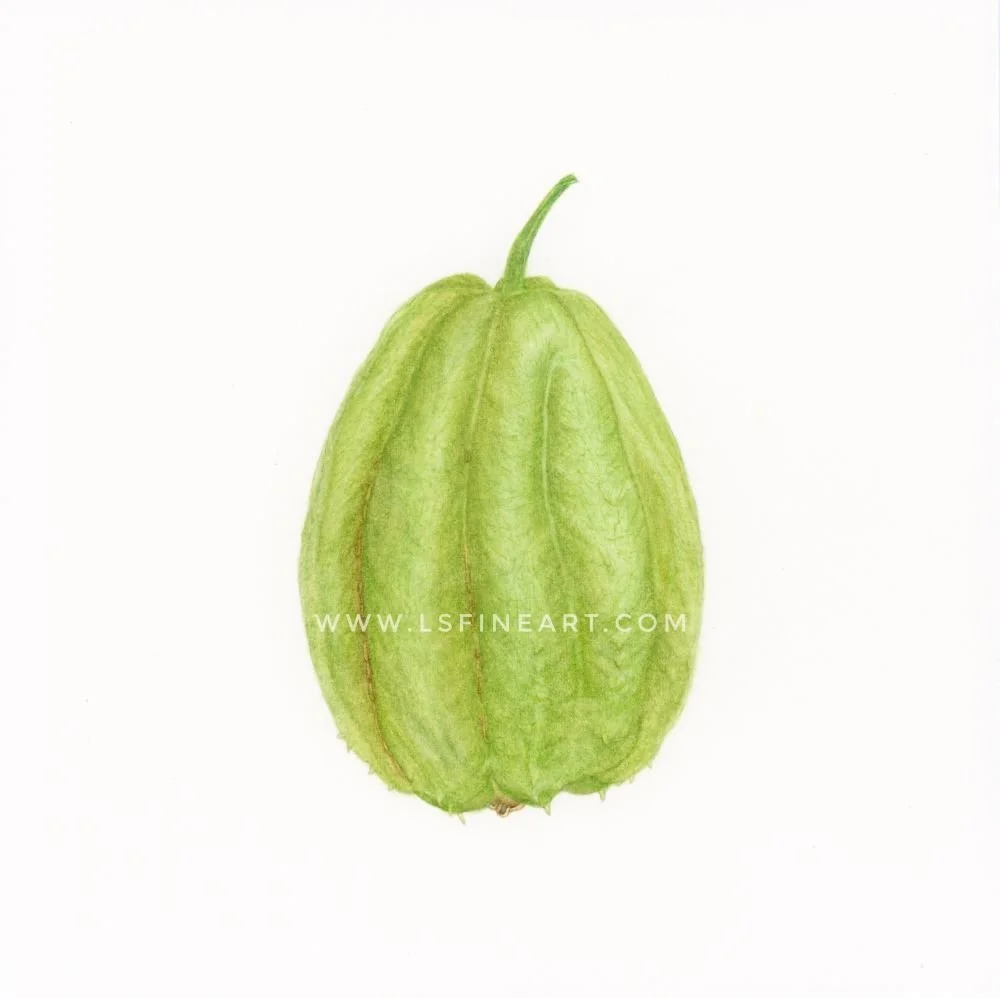 Sechium edule - a color study