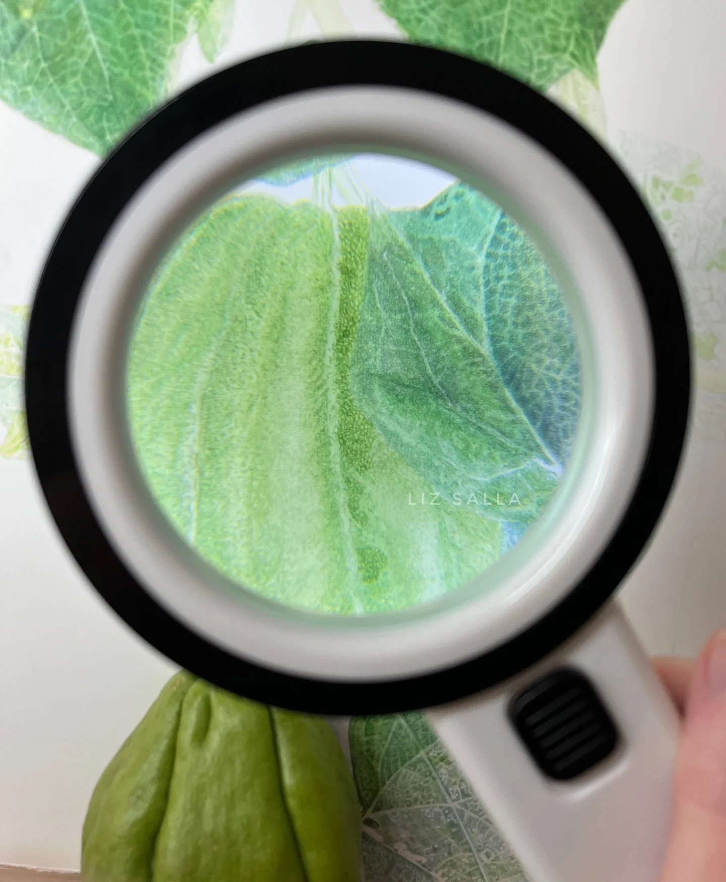 WIP. Capturing chayote&rsquo;s texture with the help of a 4/0 brush and my beloved OptiVISOR headband with 2.5x magnification. I could probably use a nib to mask all of these tiny dots and lines, but I&rsquo;d rather not: masking fluid gives me heada