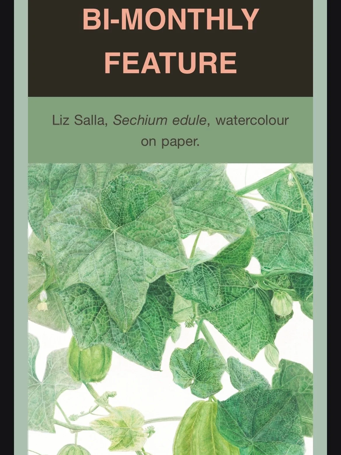 I am very honored to have had my work featured in a December edition of the Shirley Sherwood Collection newsletter! Thank you, @shirleysherwoodcollection ❤️

#botanicalart #aquarellebotanique #botanicalwatercolor