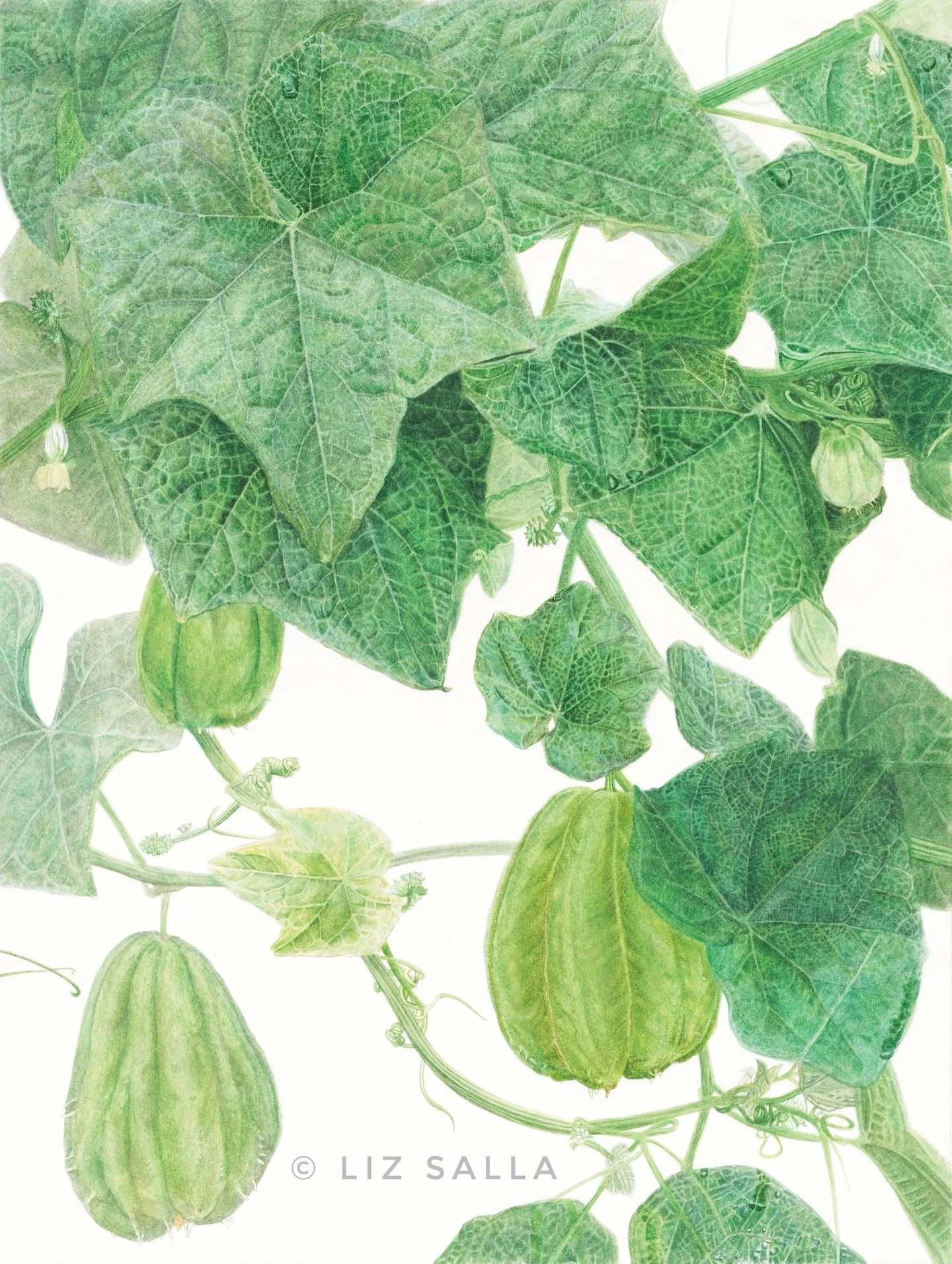 Sechium edule 
40 x 30 cm | 15.7&rdquo; x 11.8&ldquo;
Watercolor on paper | Aquarelle sur papier

[ENG] I have the honor of being the sole botanical artist representing France in Belgium for Botanical Art Worldwide in 2025. My painting is currently o