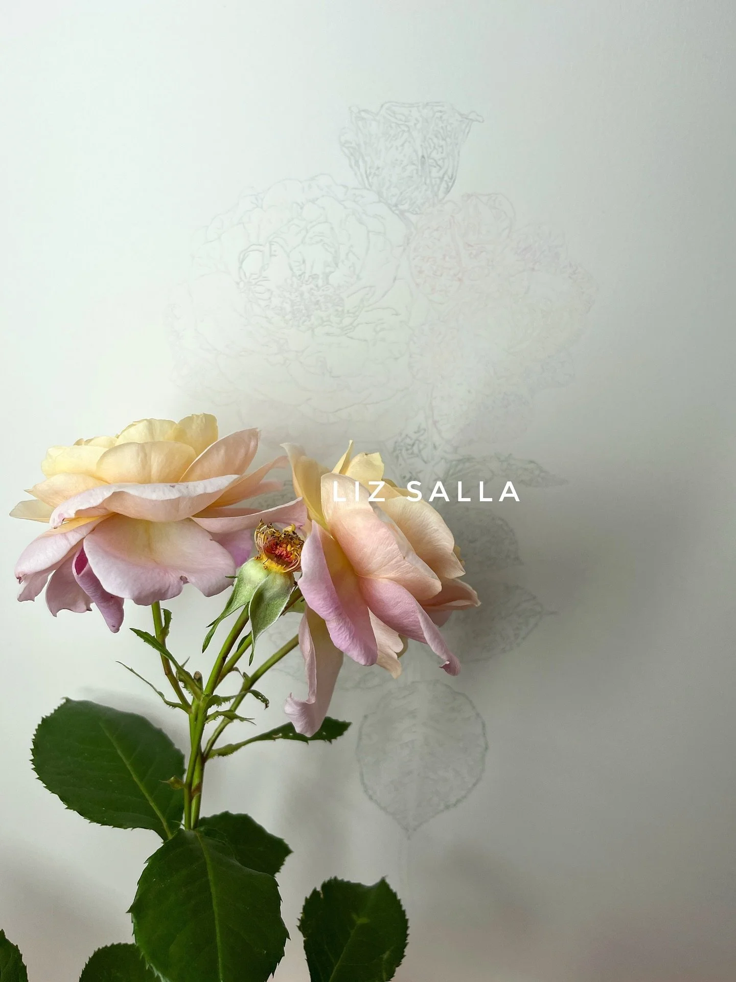 [ENG] WIP - a Pierre Herm&eacute; rose that I grew myself. 

Pierre Herm&eacute;, a world renowned French pastry chef, chose this beautiful rose to bear his name. Its refined double flowers with a range of subtle apricot and rose hues exude a delicio