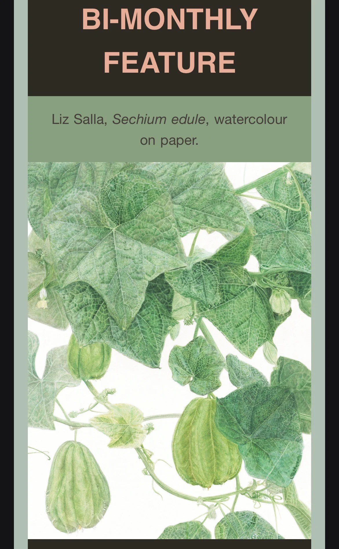 Sechium edule in the Shirley Sherwood Collection Newsletter