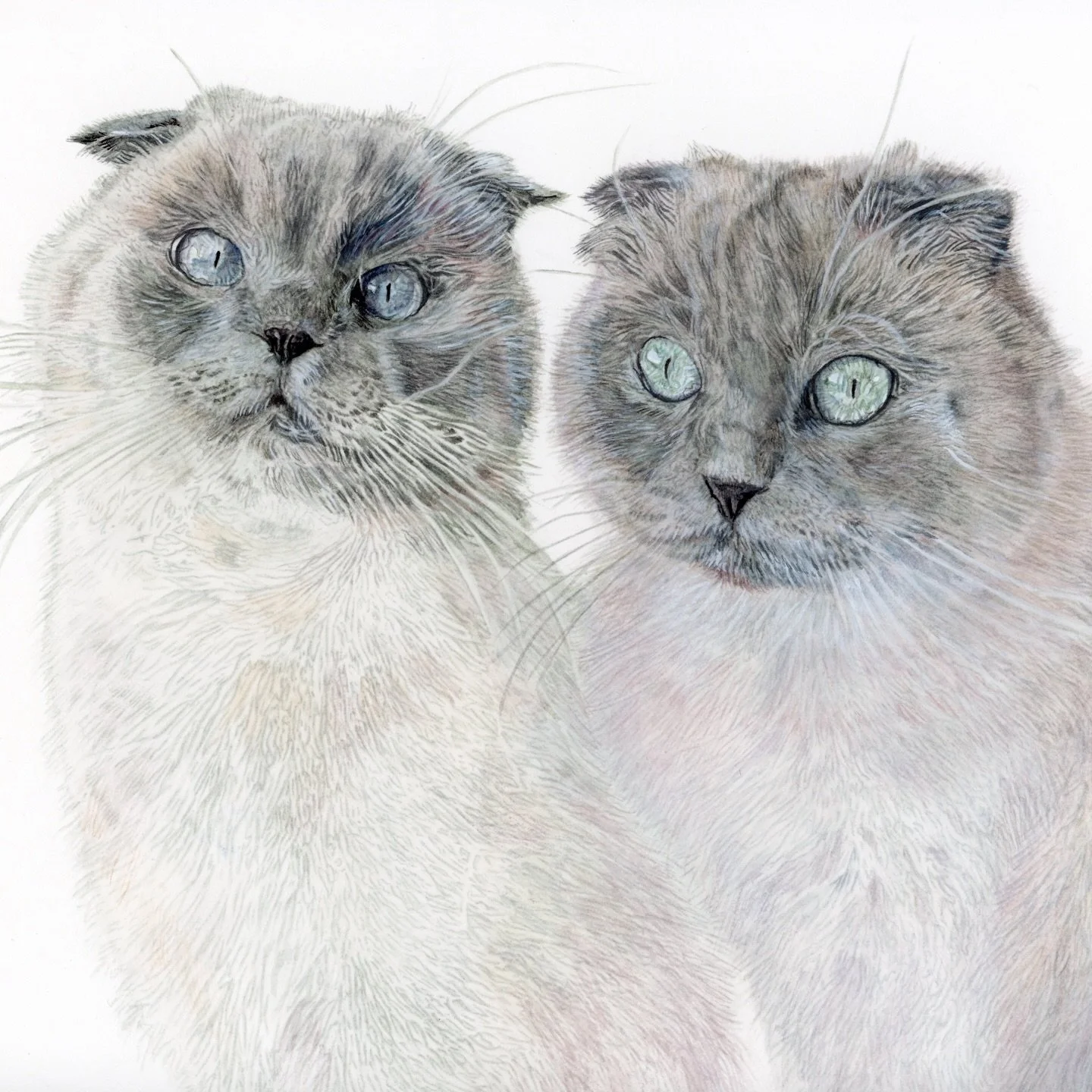 Nyx &amp; Astraea
Watercolor on paper | Aquarelle sur papier
 &asymp; A4 | 23 &times; 31 cm | 9 &times; 12&rdquo;

[ENG] Meet these adorable Scottish Fold mix sisters 💗 Known for being sweet and affectionate&hellip; and impossible not to love! I had