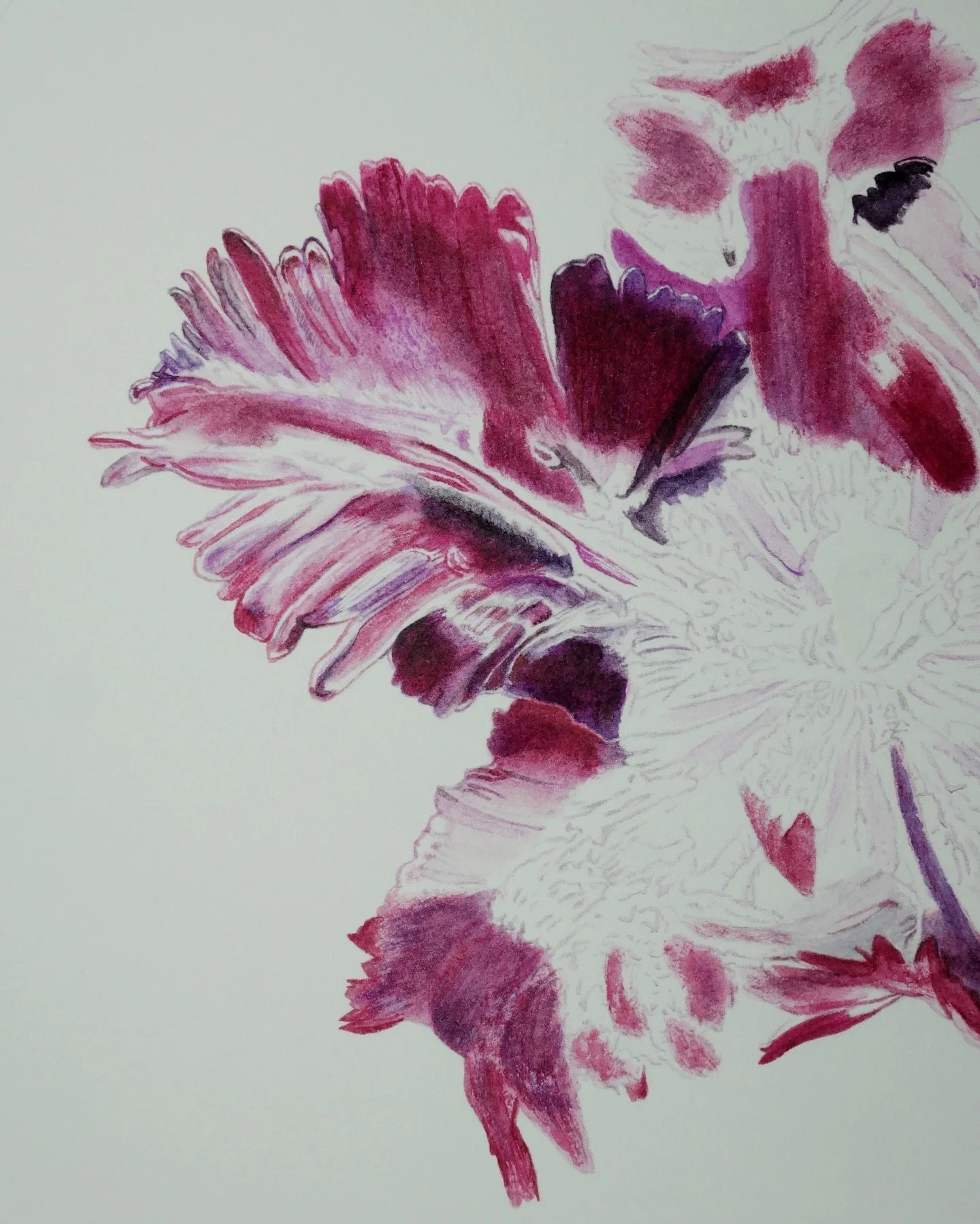 [ENG] Tulip season is back, and so am I 💐 Here&rsquo;s my progress so far on Tulipa Black Parrot, a painting I started last spring. 

[FR] Les tulipes sont de retour&hellip; et moi aussi 💐 Je reprends Tulipa Black Parrot, commenc&eacute; au printem