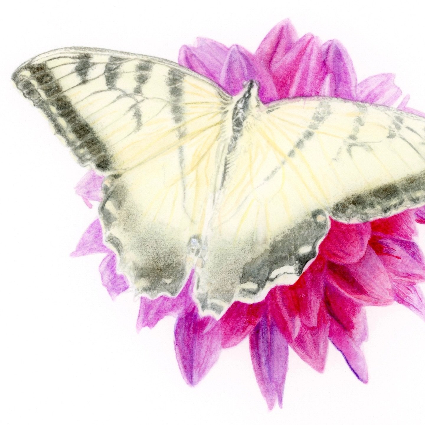 [ENG] Slowly but surely, my swallowtail butterfly painting is coming to life&hellip; Did you know that butterflies have taste sensors in their feet? When they land on a plant, they can &ldquo;taste&rdquo; it to decide if it&rsquo;s a good place to la