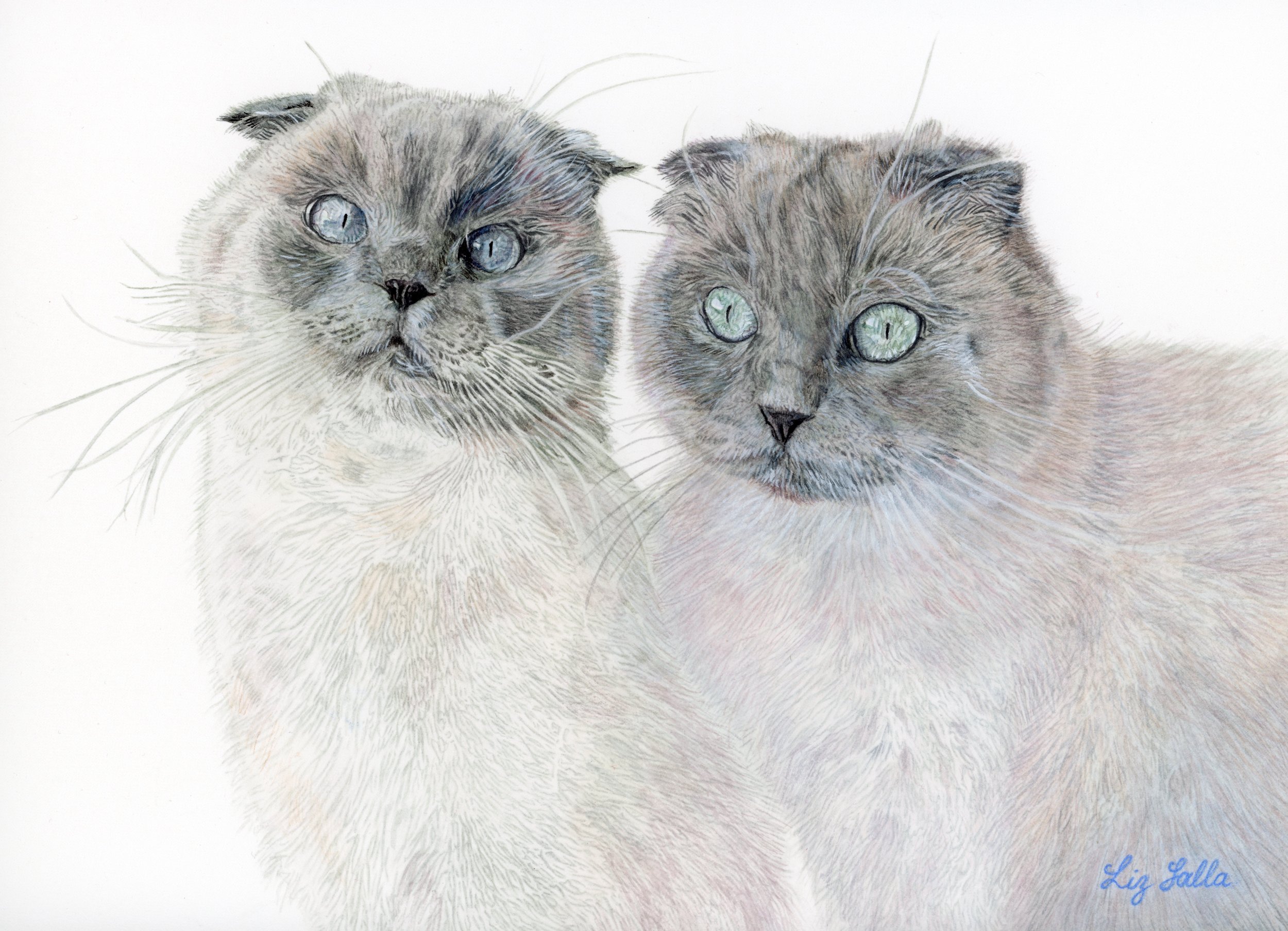 scottish fold cats