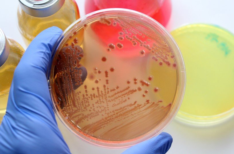 The Unseen World of Microbiology | Grades K-5