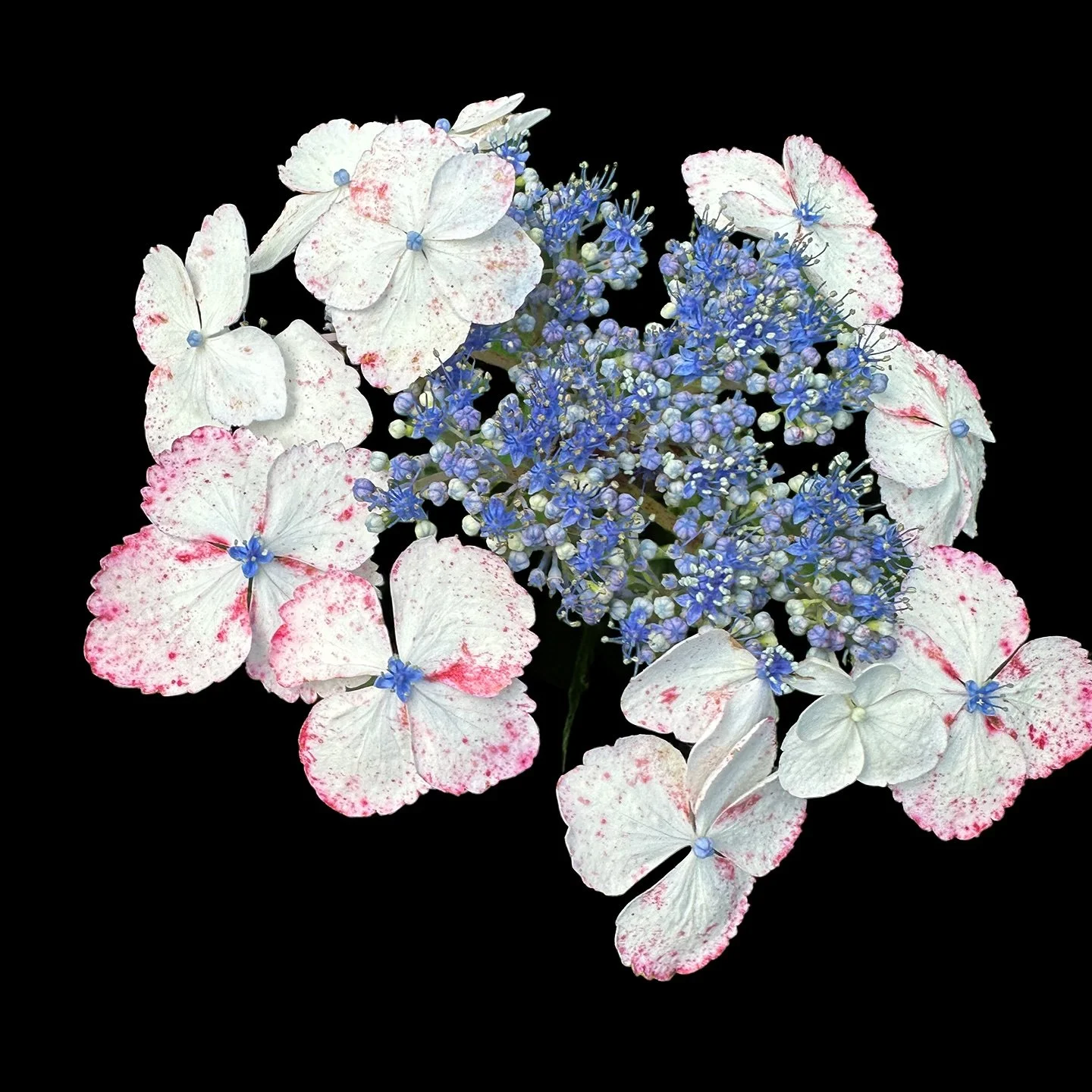 LaceCap Hydrangea 8" x8"