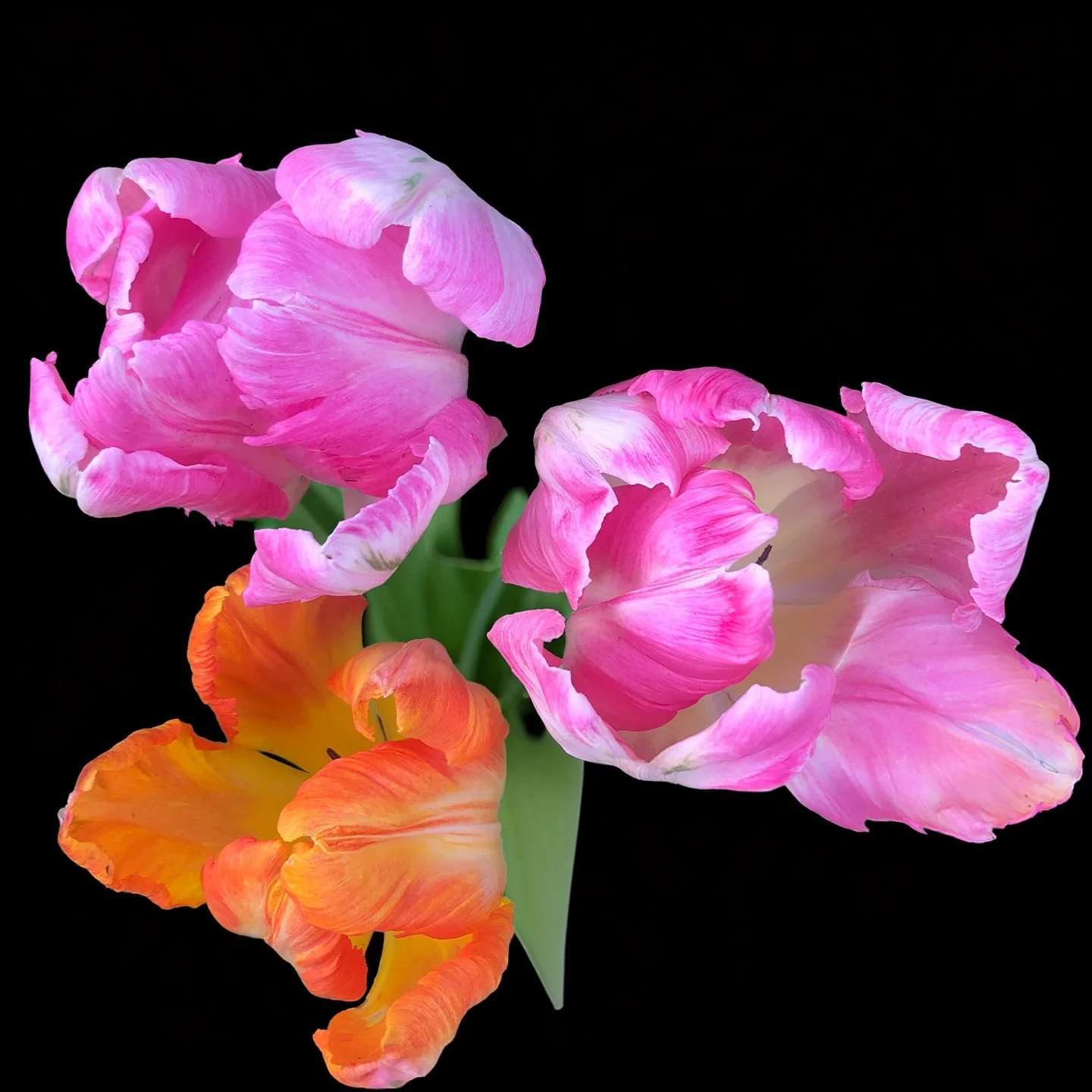 Floating Tulips 8" x8"