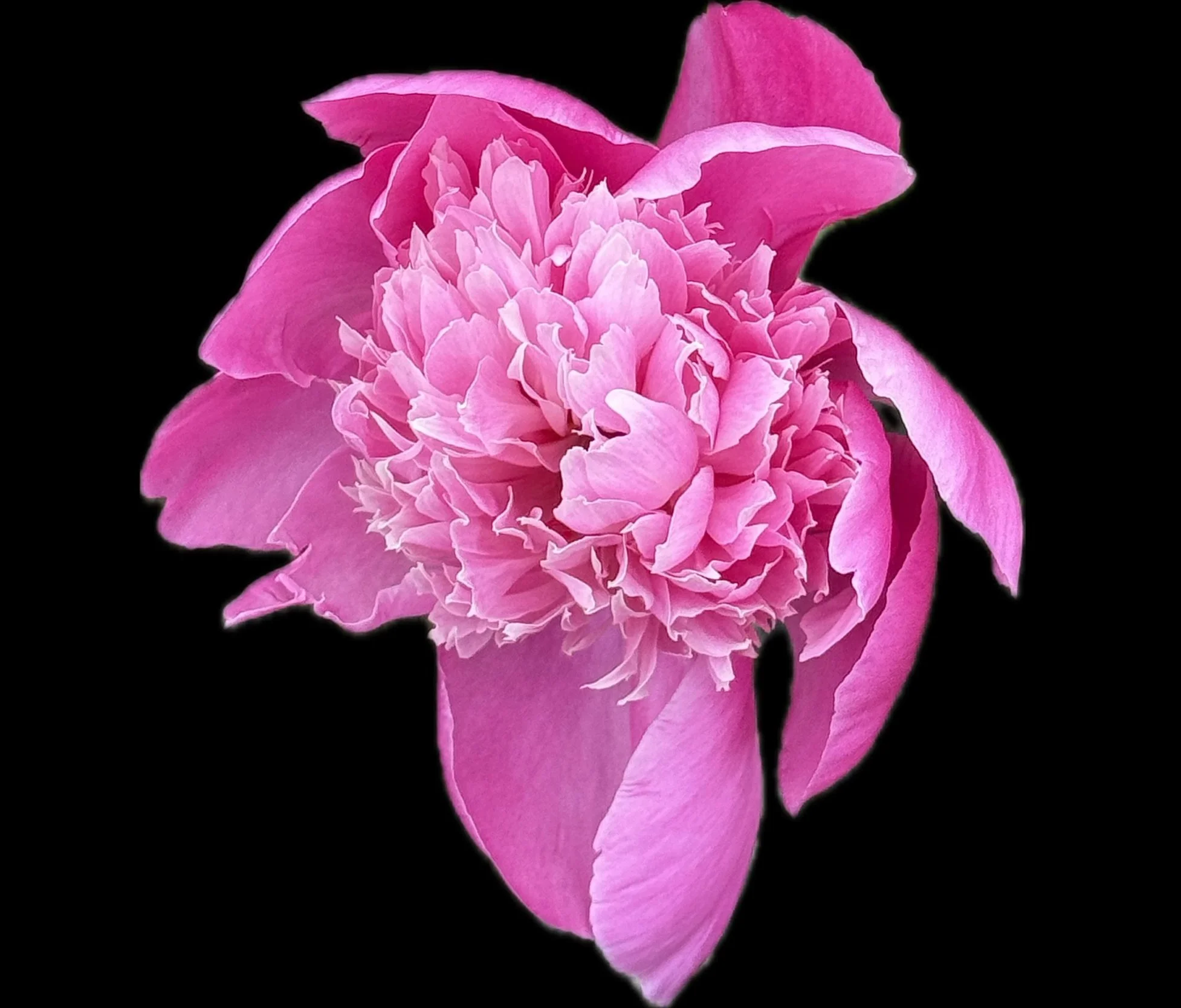 Magneta Peony Unfolding 8" x8"