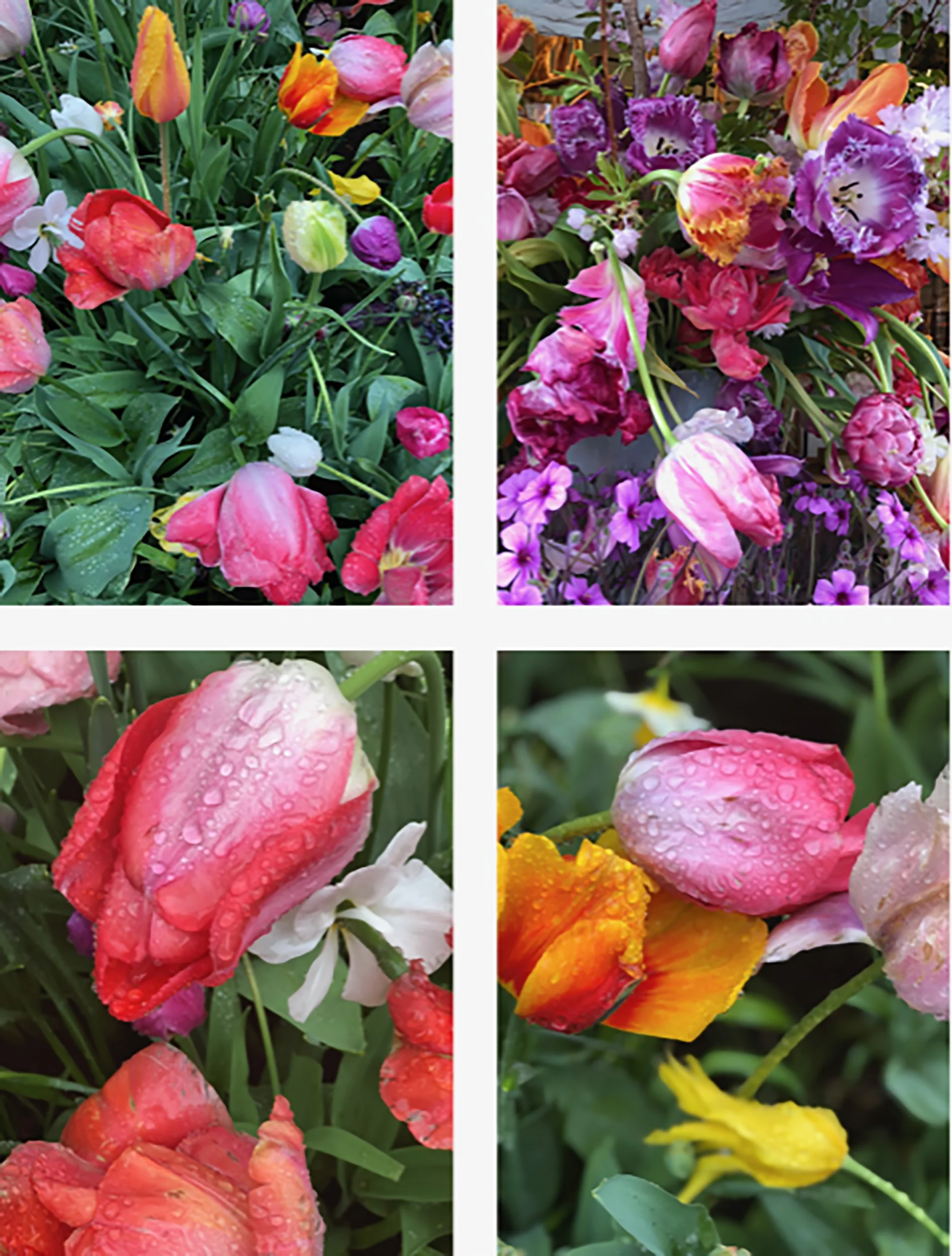 Tulips of Holland left diptych.jpg