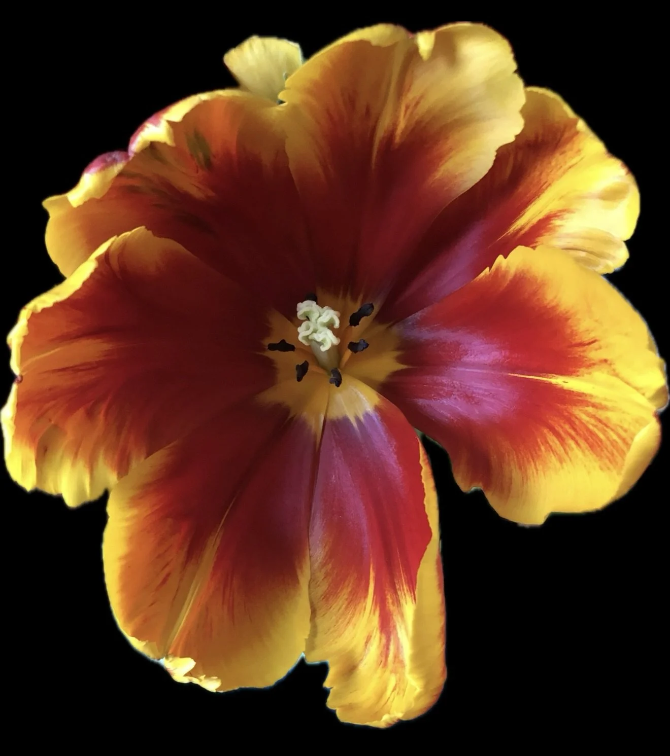 Bright Parrot Tulip 8" x8"