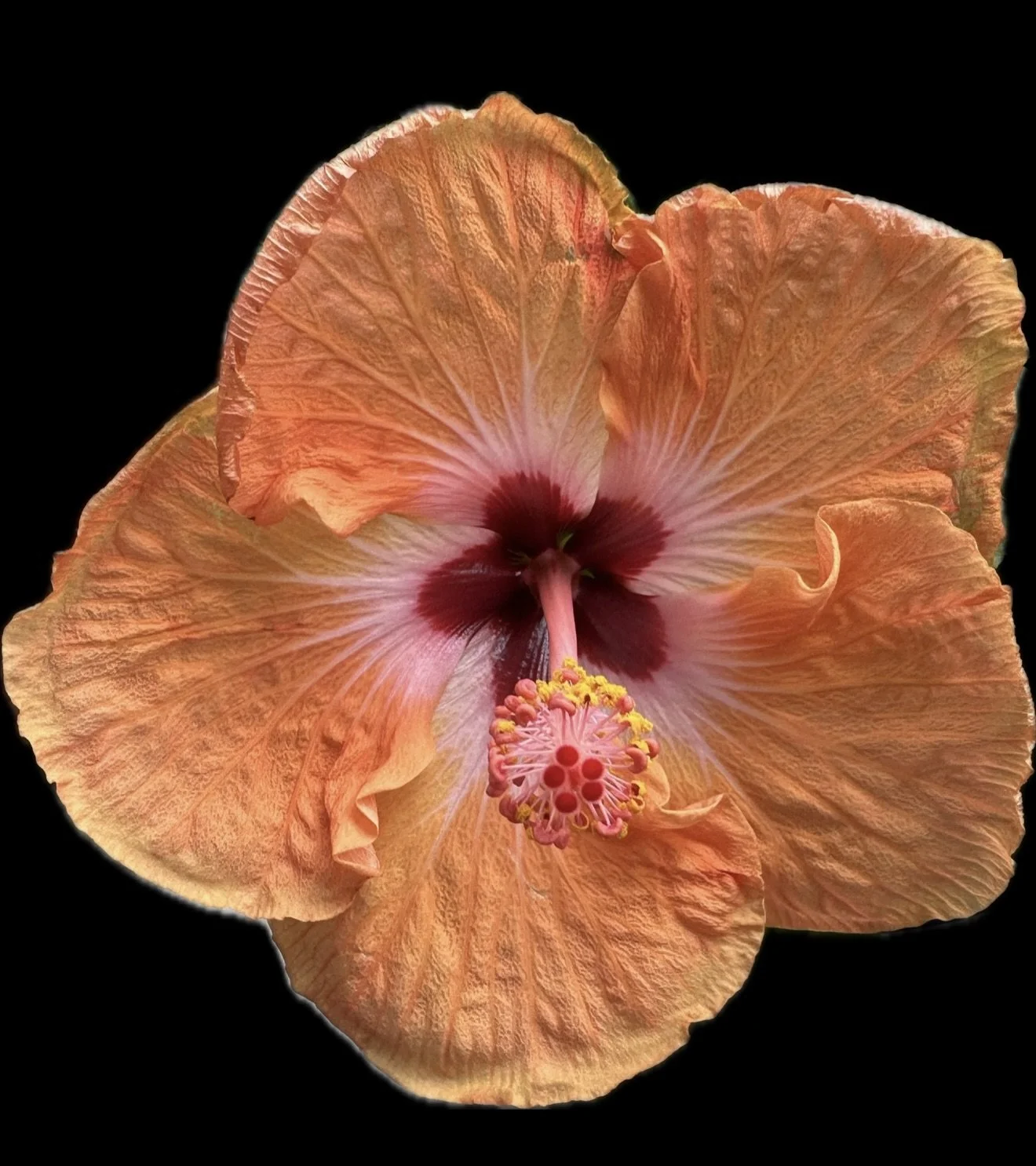 Hibiscus that I Grew 8" x8"