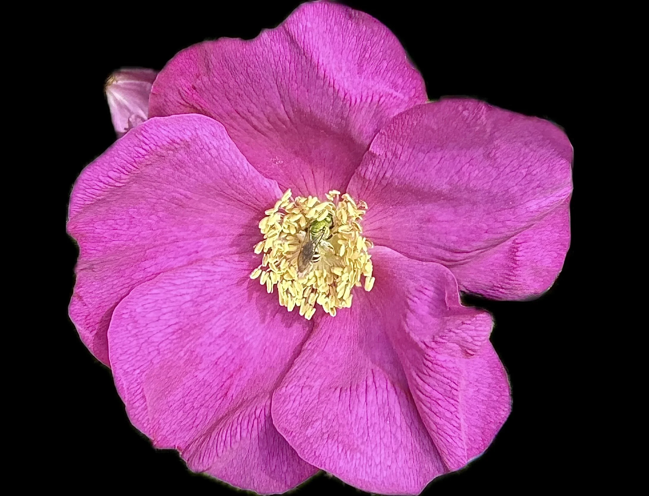 Beach Rose with a Bee 8" x8"