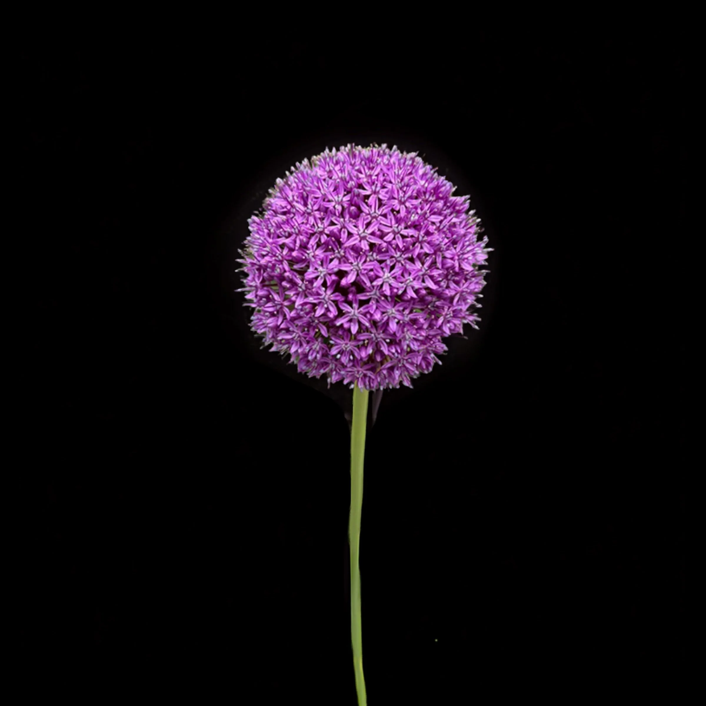 Allium 8" x8"