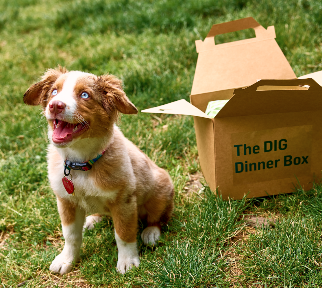 Vitamin D with DIG Picnic Catering