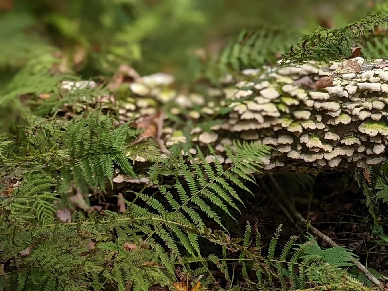 Olympic National Park - Backpacking 