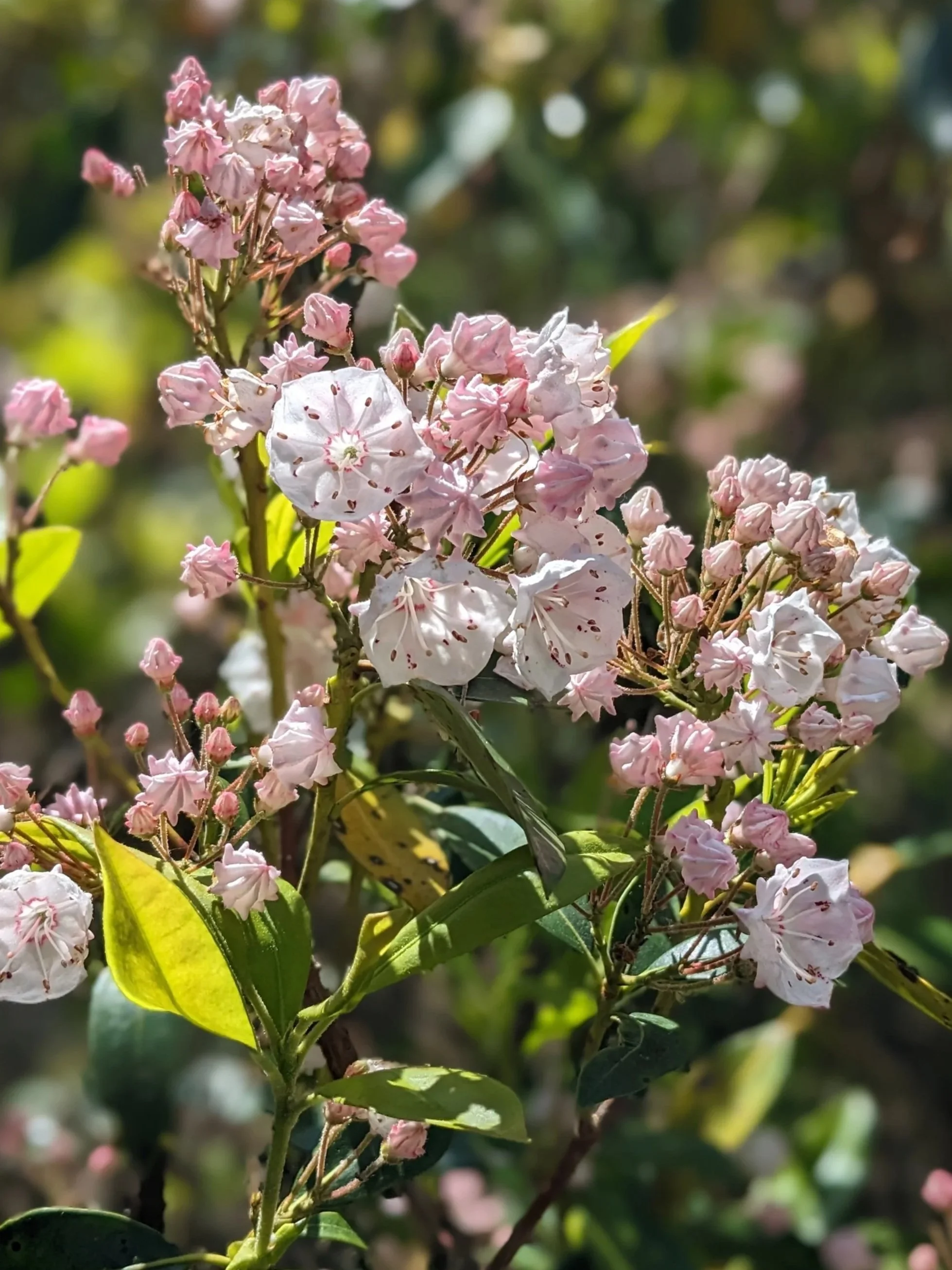 Spring Backpacking: PA Wilds
