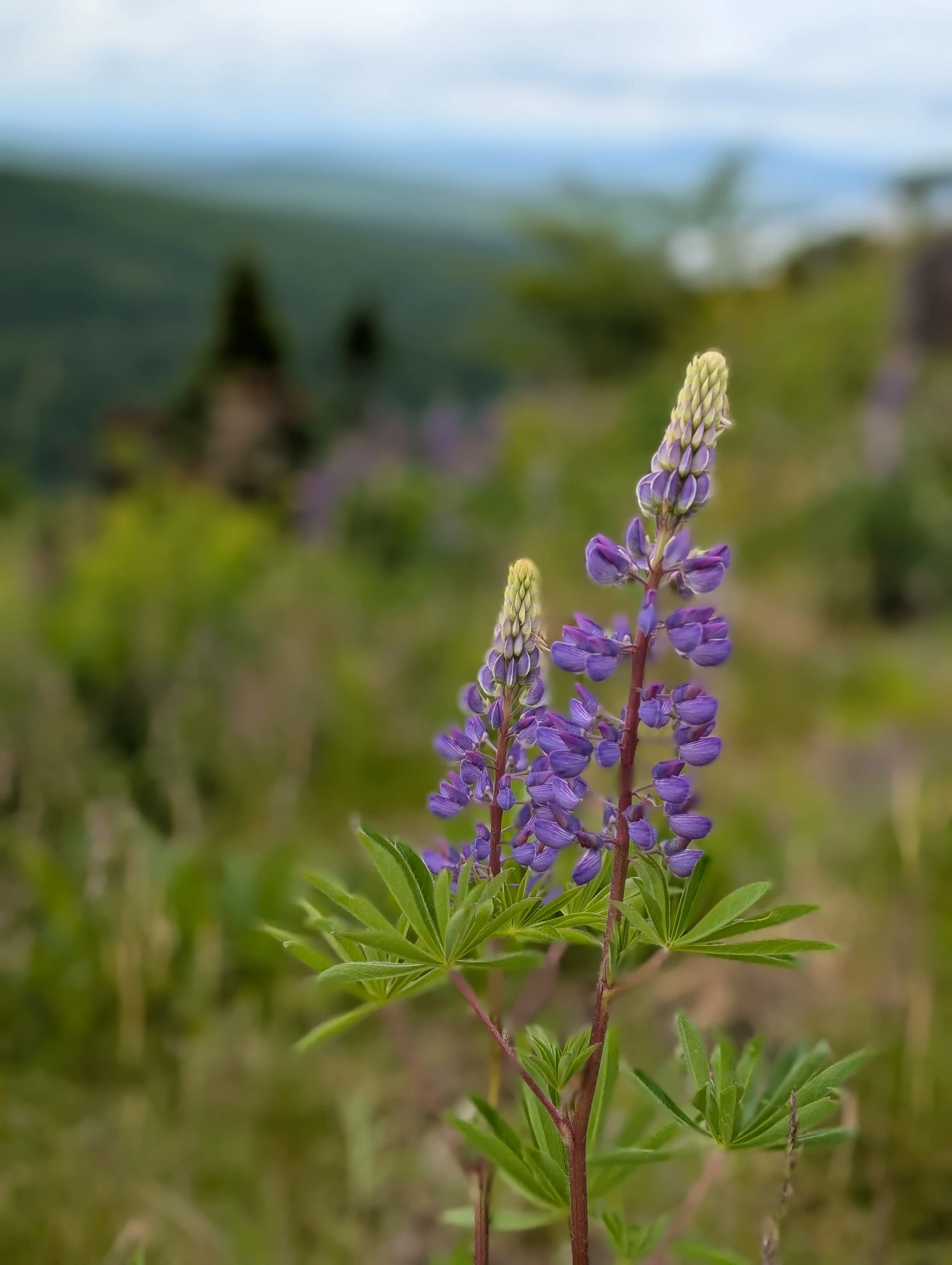 The Listening Path: Group Spiritual Direction and Day Hikes
