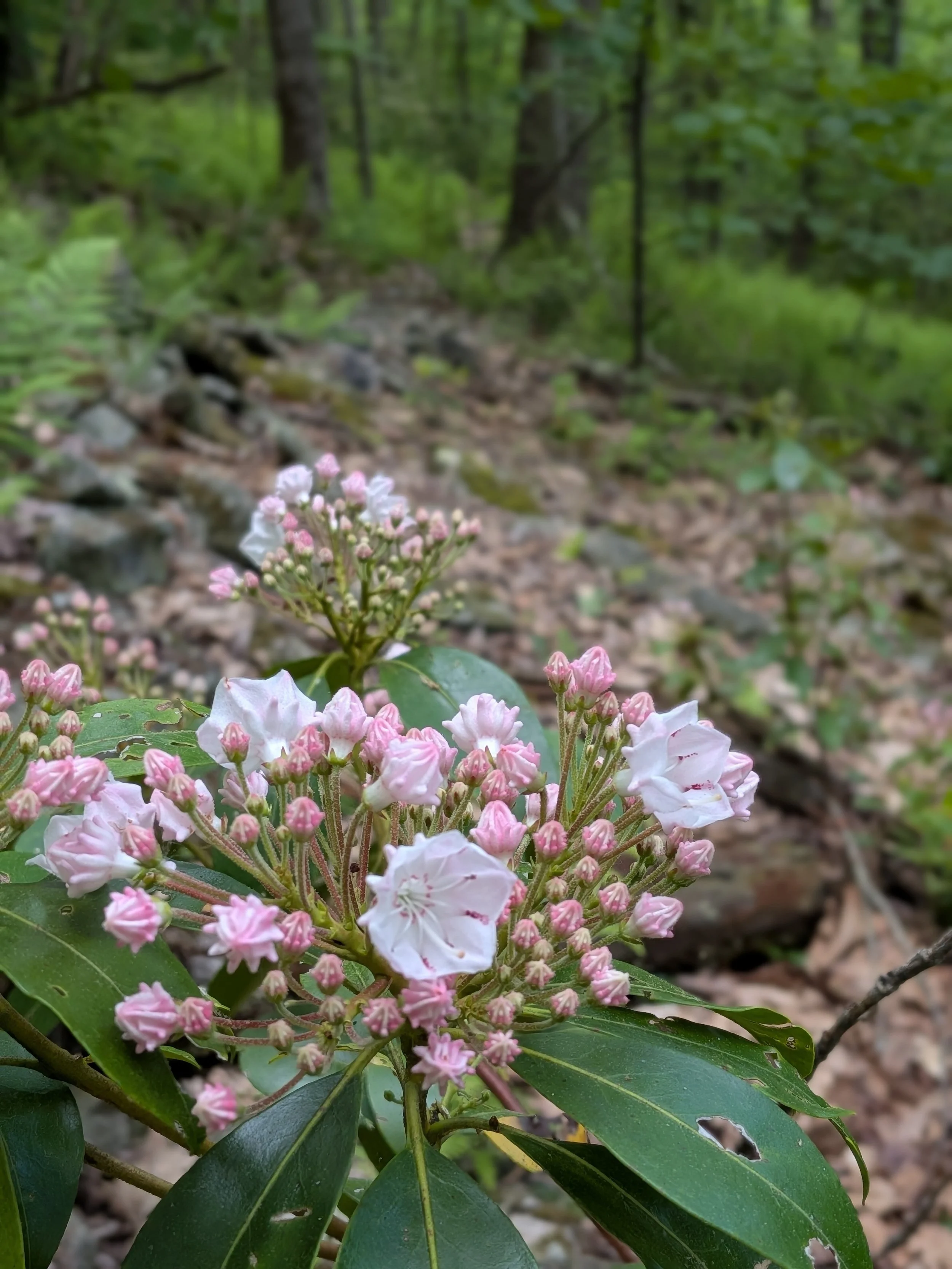 Black Forest Trail - Spring 2026