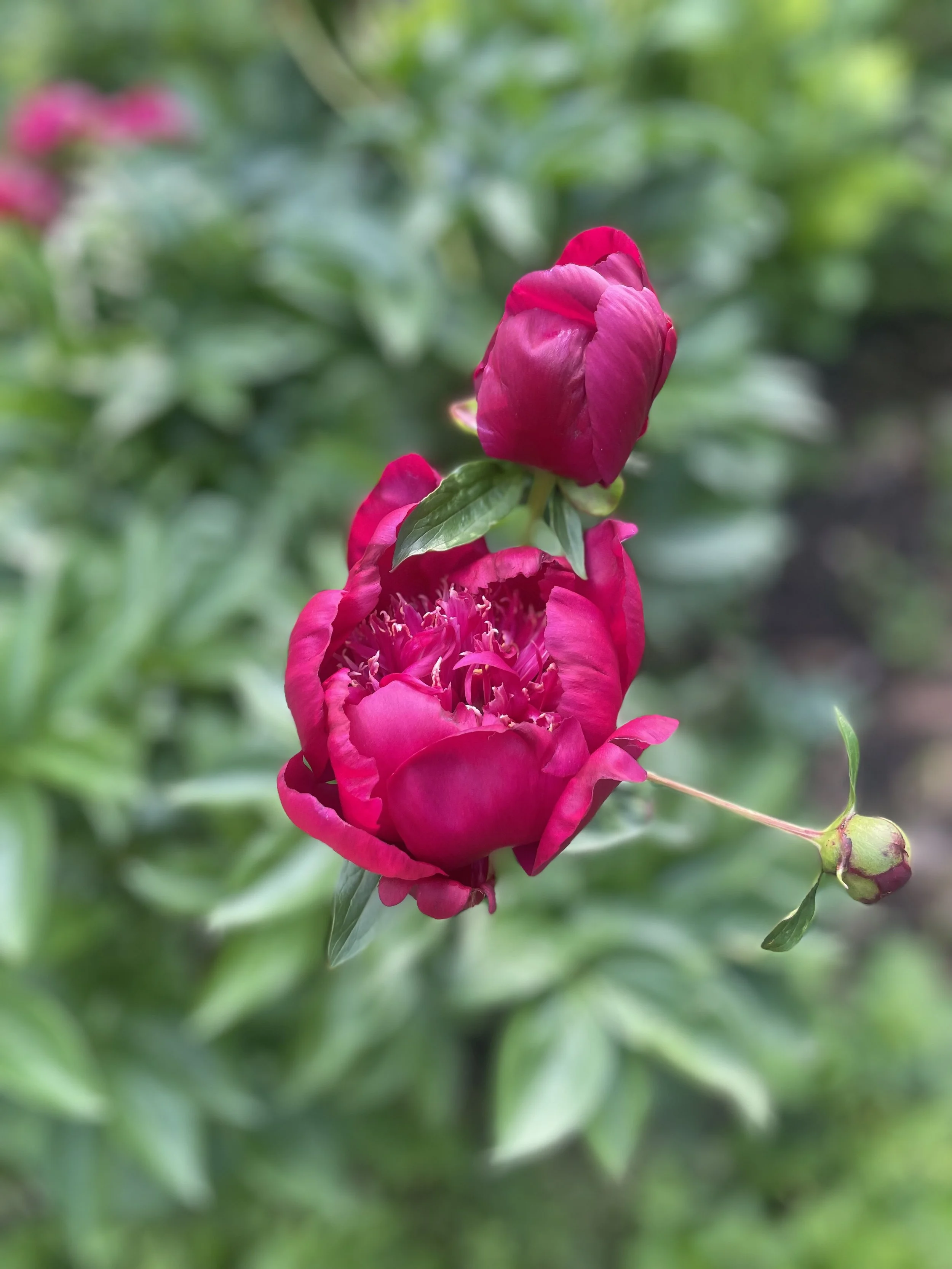 The Garden