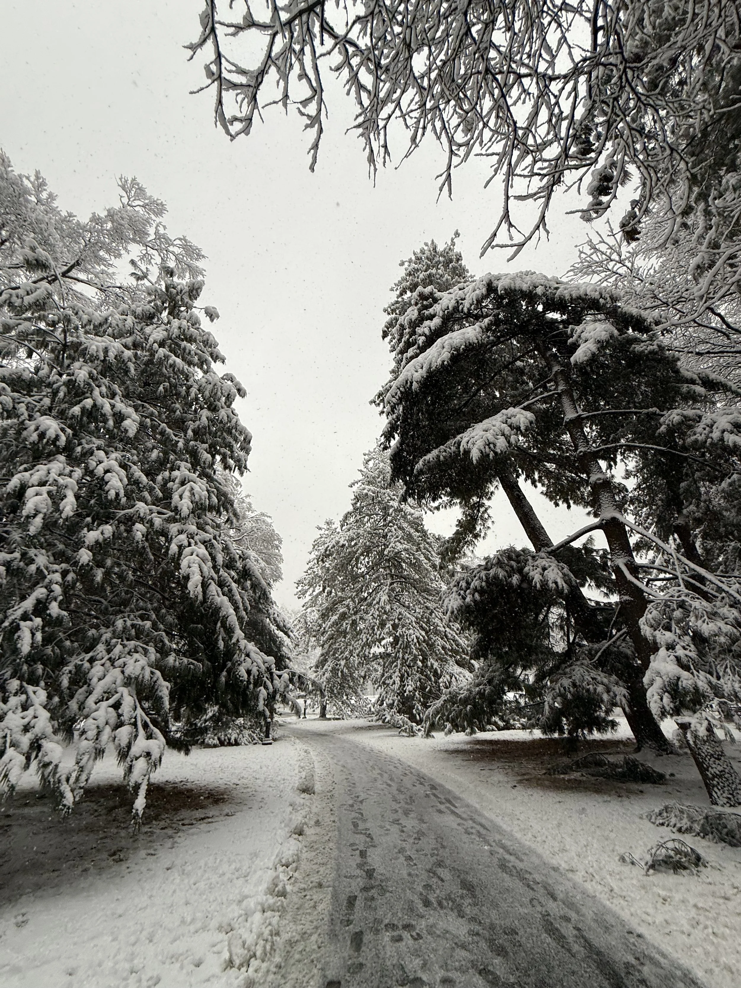 What Remembers Us: Notes from Winter Stillness