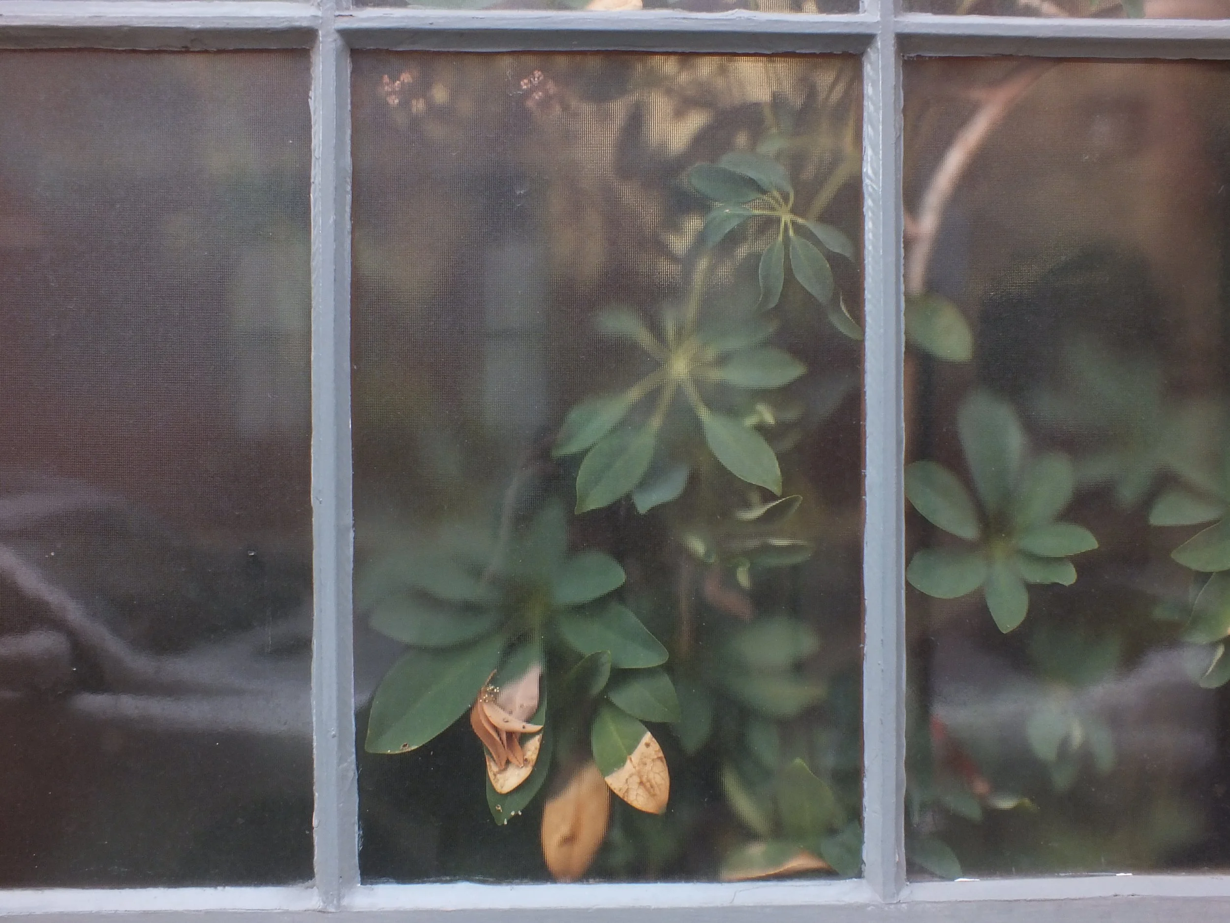 Plant in Window. | Fujifilm Digital 2014 | Morgantown, WV 2014