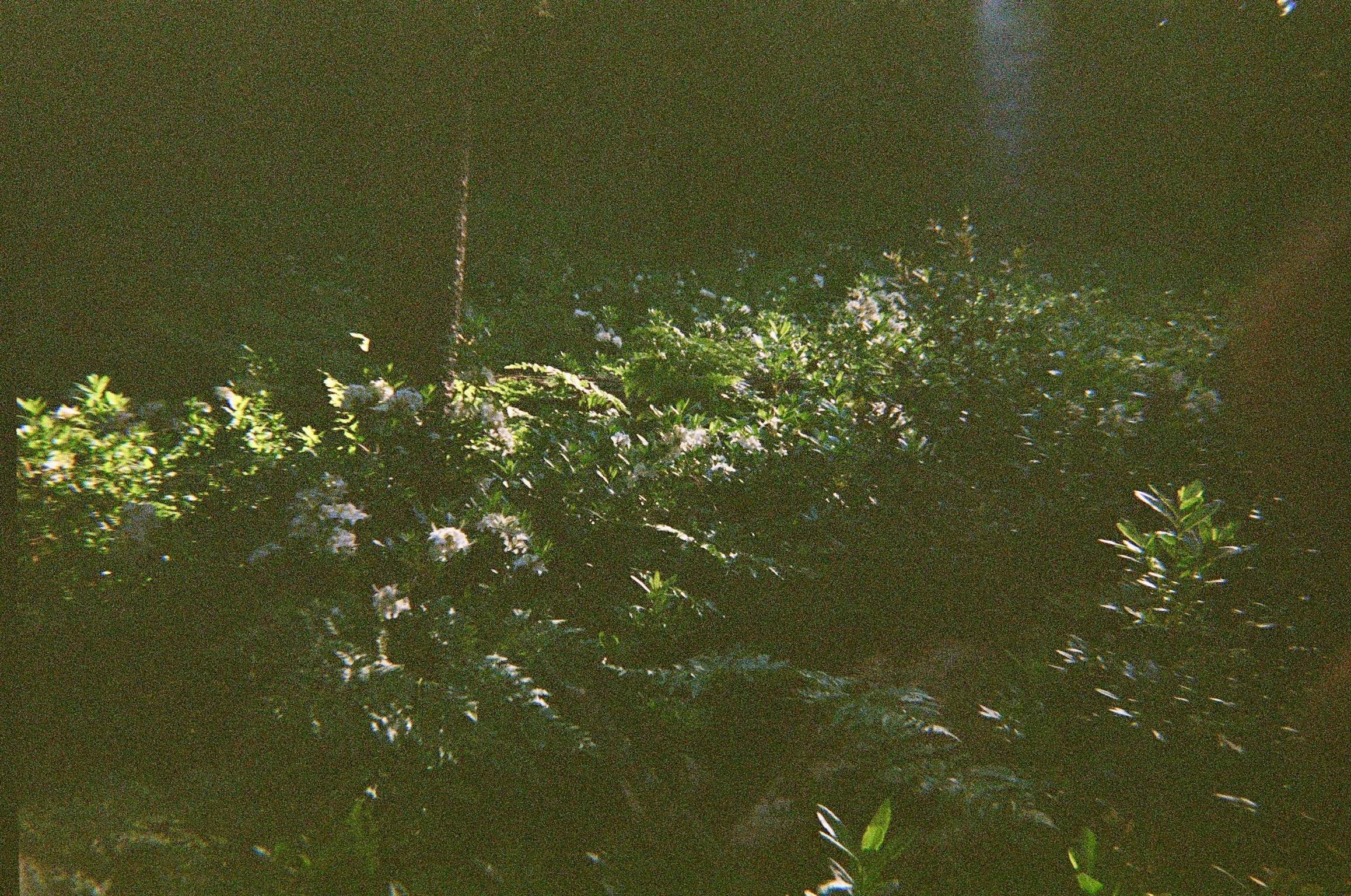 Soft Bottom. | Kodak Yellow Film | Yosemite. 2024