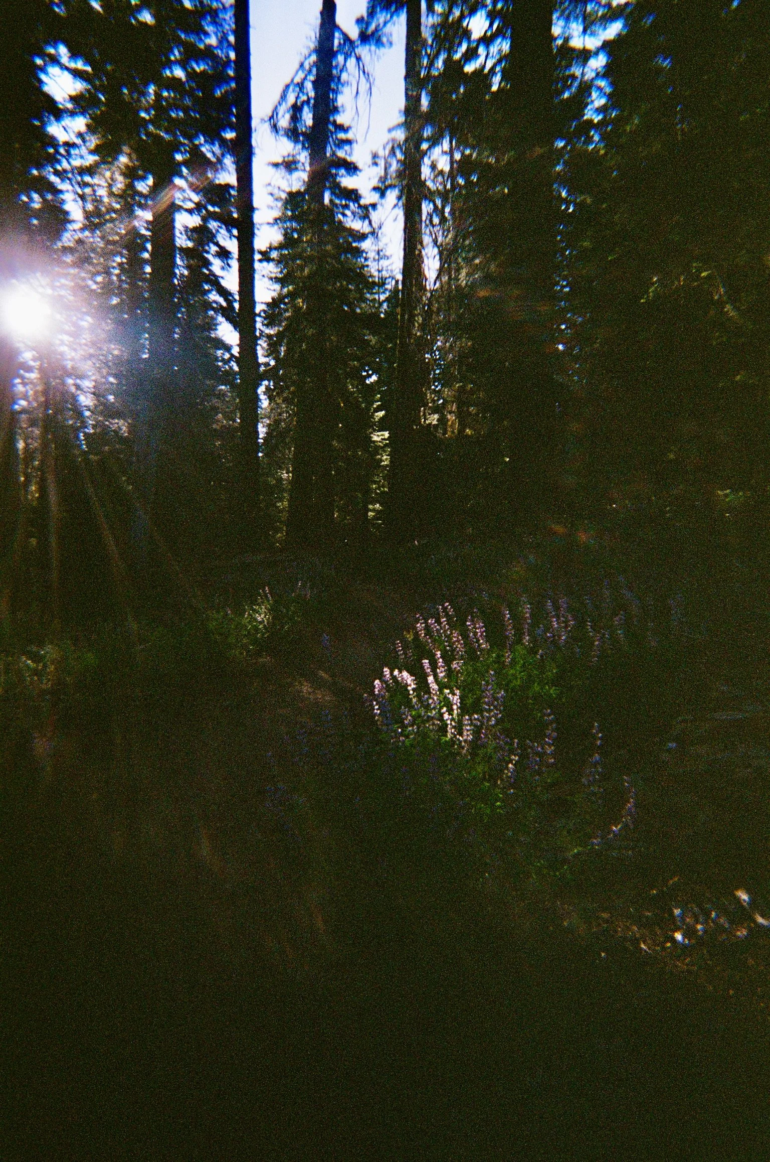 Found. | Kodak Yellow Film | Yosemite. 2024