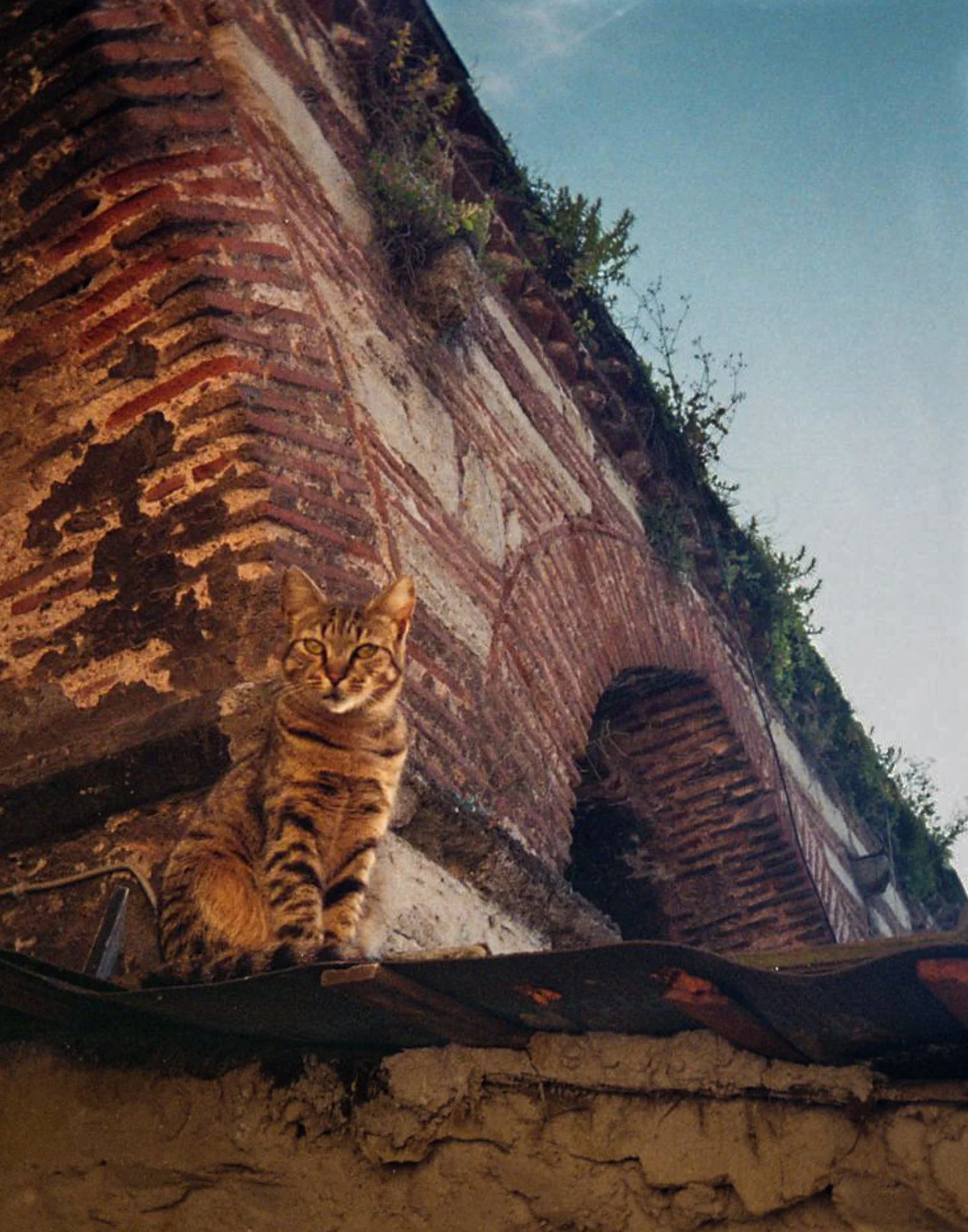 Cat | Kodak Ektar H35 Film | Istanbul, Türkiye. May 2025