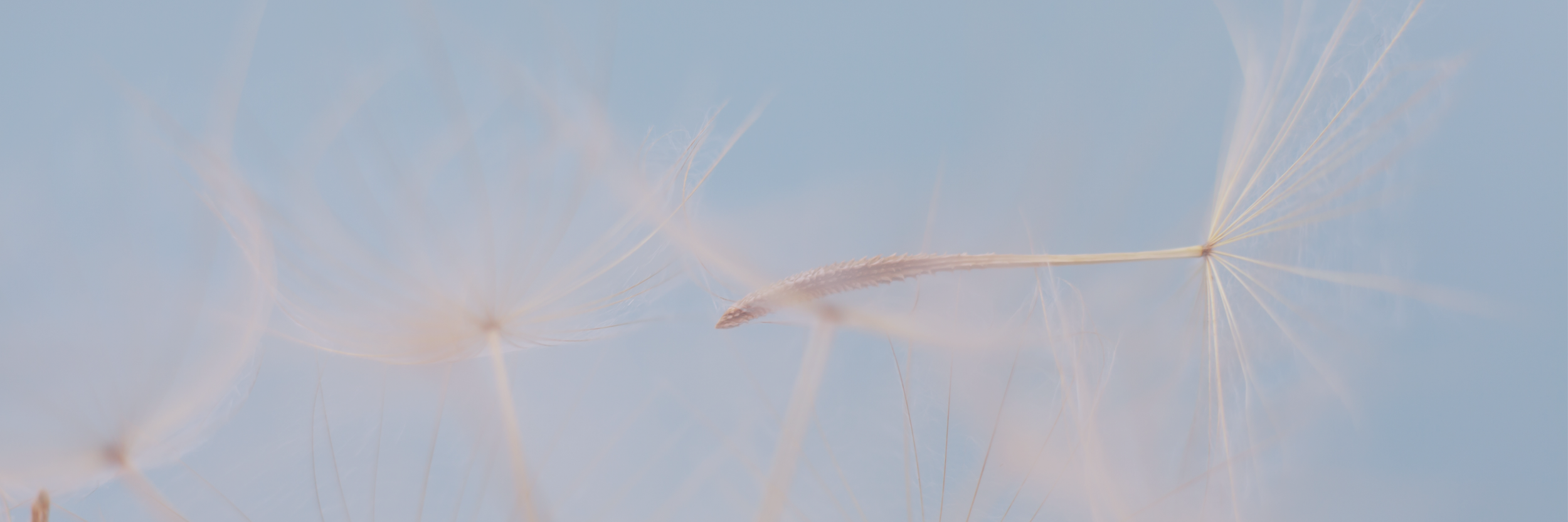 Close-up of dandelion seed heads against a soft blue sky background.