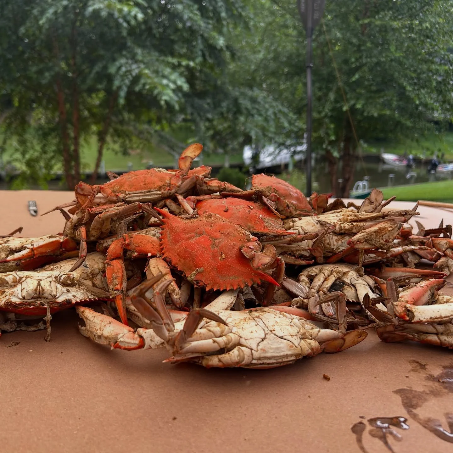 Wow! Another Crab Feast in the books!🦀

Huge thanks to everyone who joined us this year. We polished off 3 bushels of crabs and a table full of incredible side dishes and desserts brought by friends and supporters.

As Don said, this annual event is