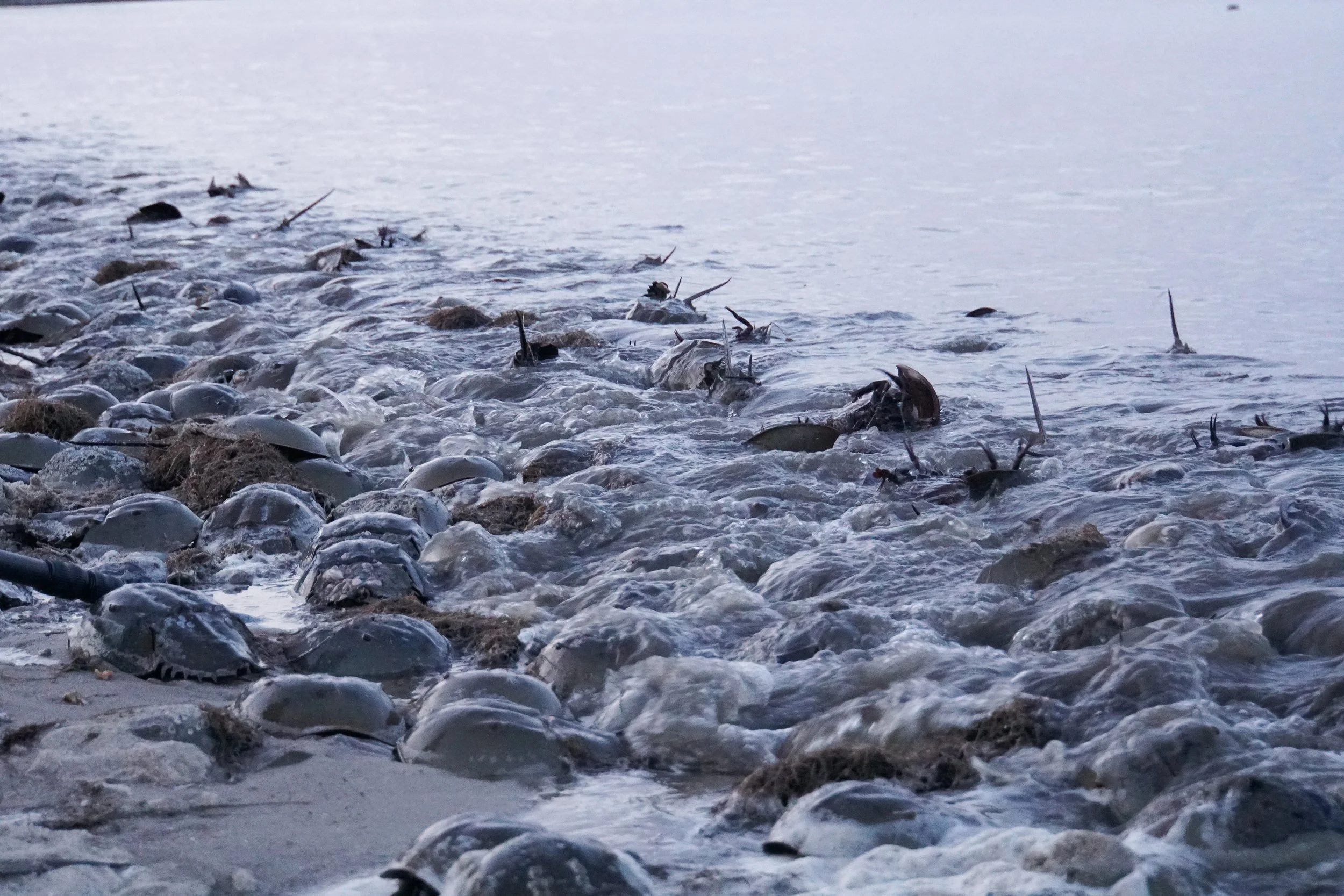 Delaware Bay Expedition 2026