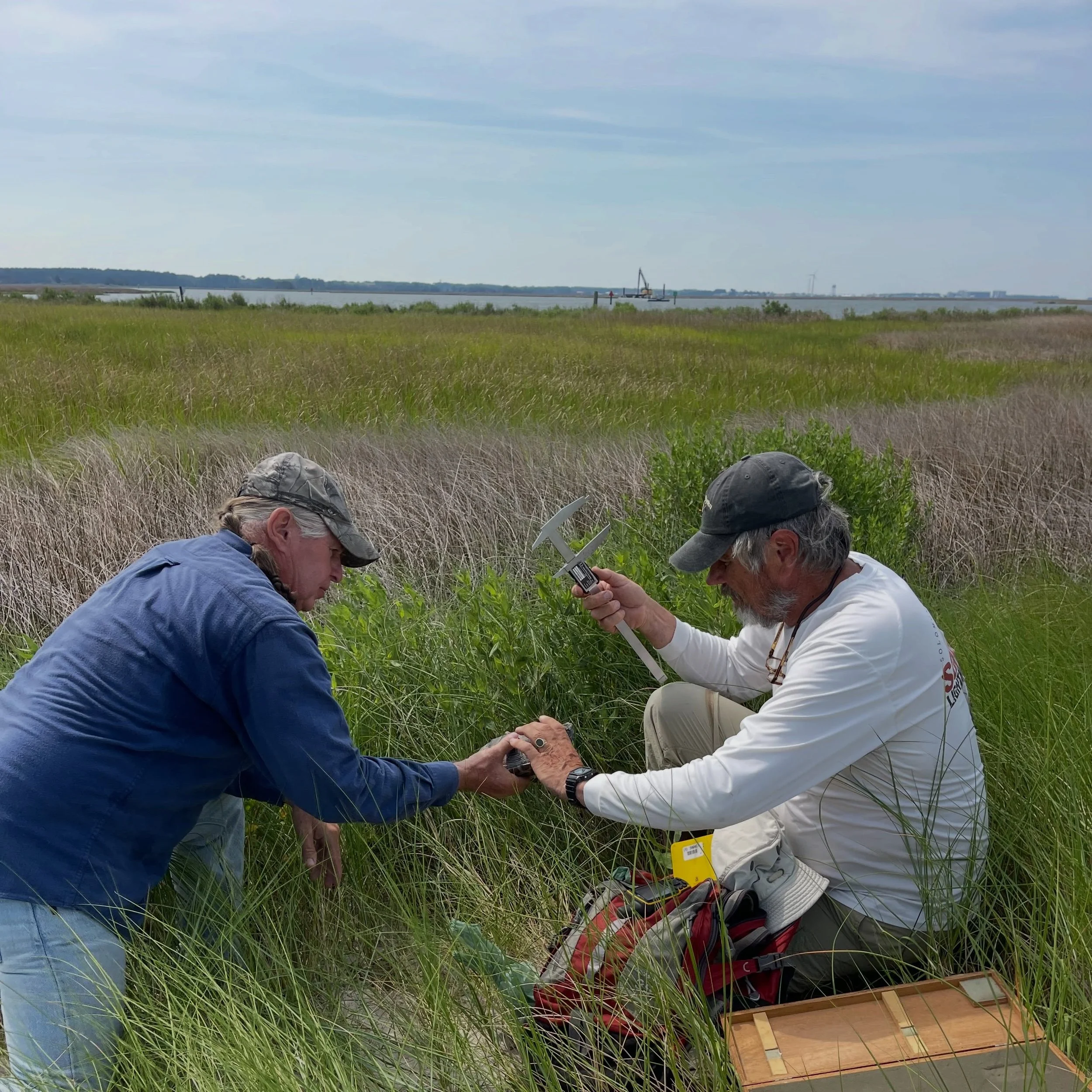 In late June, UA conducted its first diamondback terrapin survey of the season! 🐢🌿

Terrapin expert Dr. Willem Roosenburg was joined by Jerry &ldquo;Two Foxes&rdquo; Wimbrow, Accohannock Tribe Council Chairman and our Tribal Heritage Engagement Coo