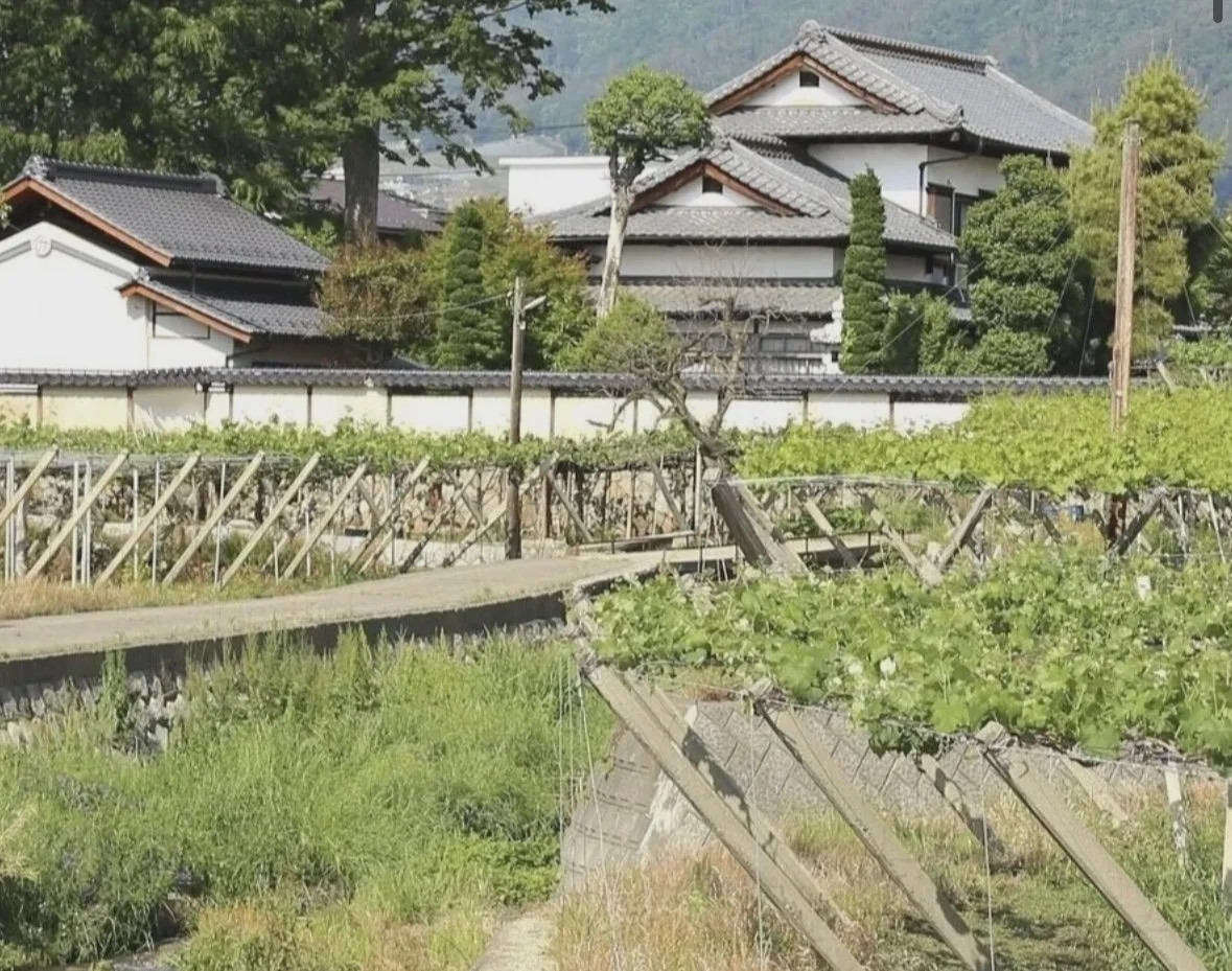 Japan Wine 2.jpg