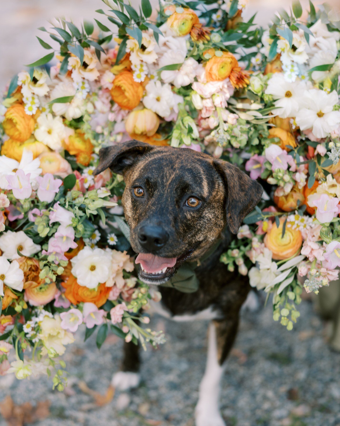 Is there anything better than beautiful flower and adorable pups?! 😍🐾

I absolutely LOVE when couples include their animal friends in the wedding day (still dreaming of seeing a kitty at a wedding..). 

I can make your lil friend a floral wreath, a