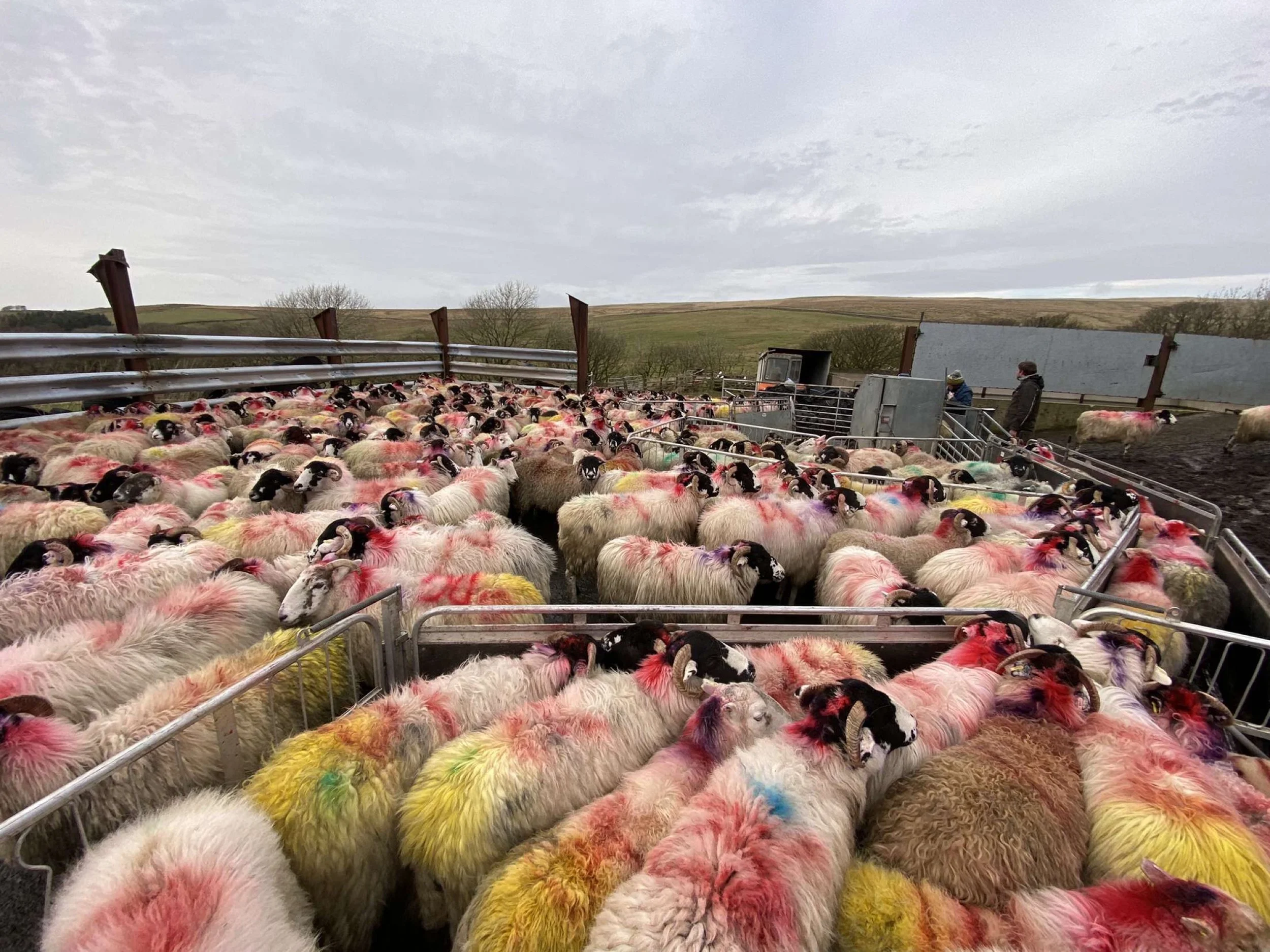Lancashire Lamb Boxes Gallery — Lancashire Lamb Boxes