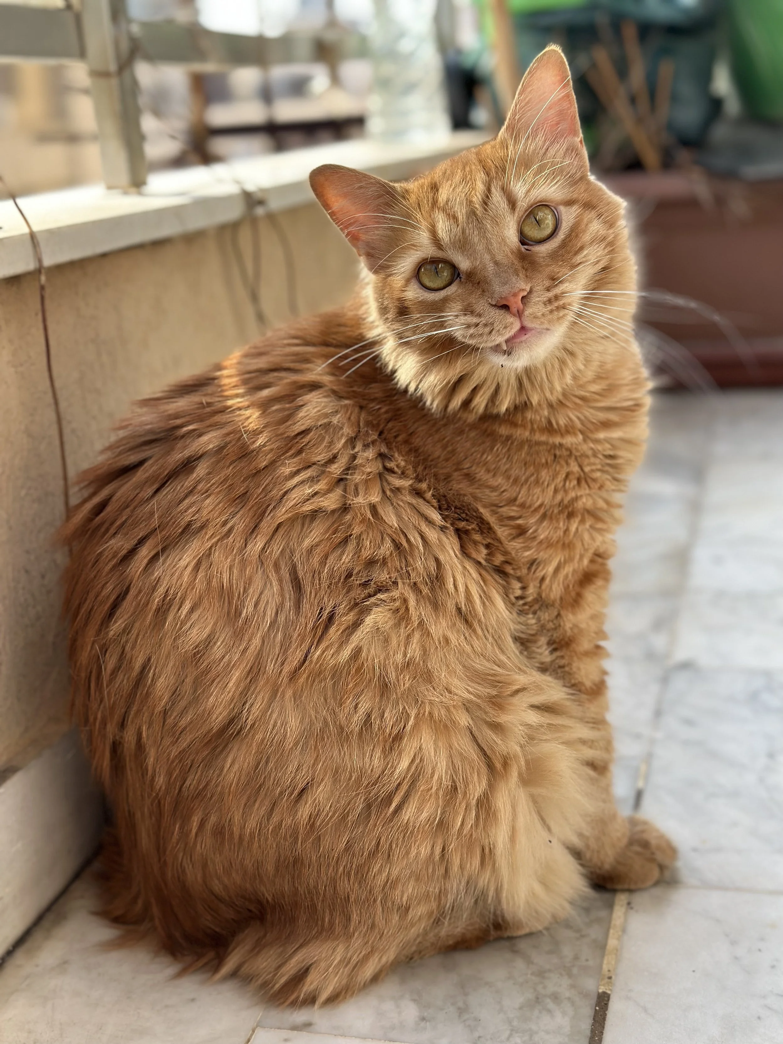 Dogs and cats rescued in Lebanon