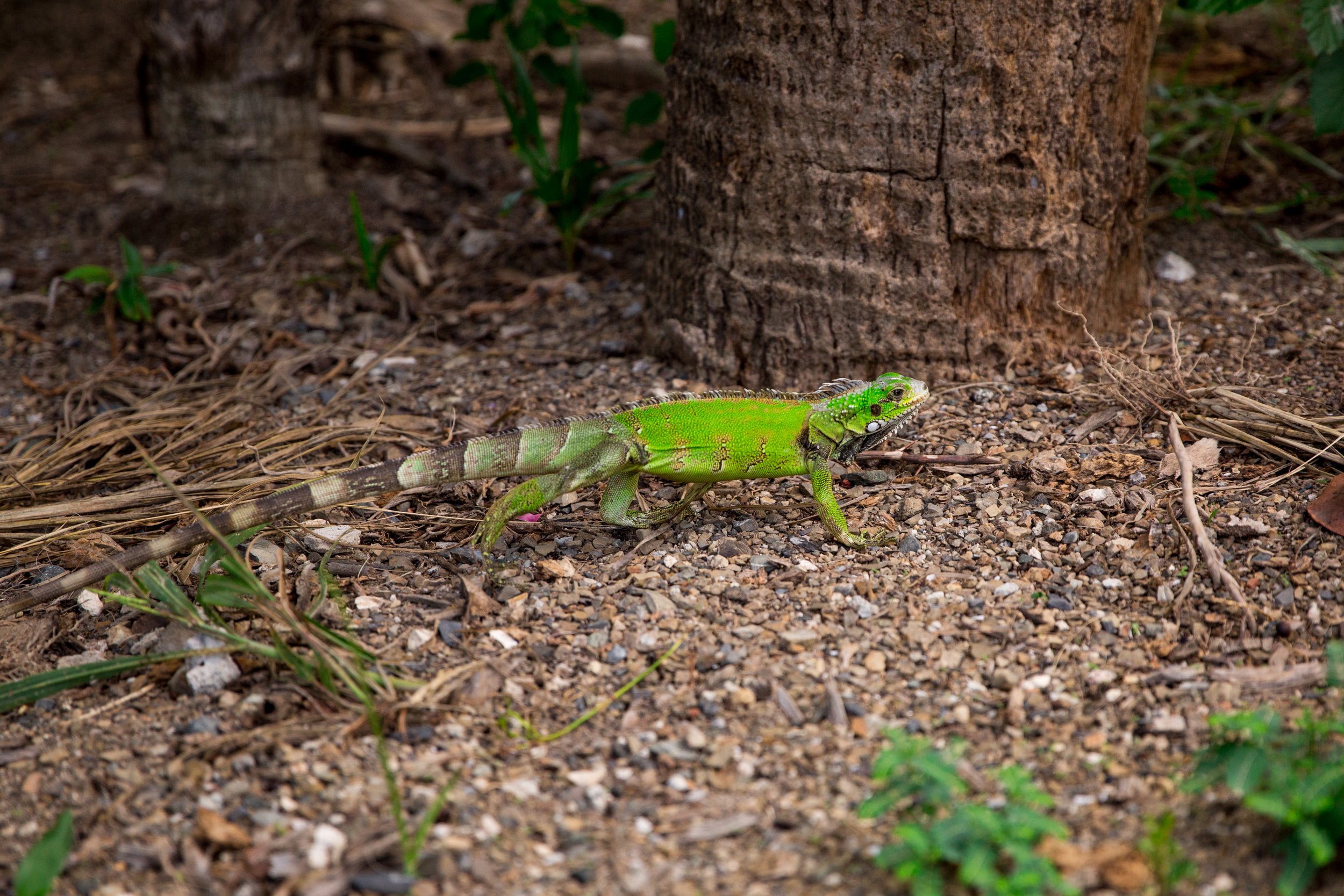 St.Croix2-PLPhotography-123.jpg