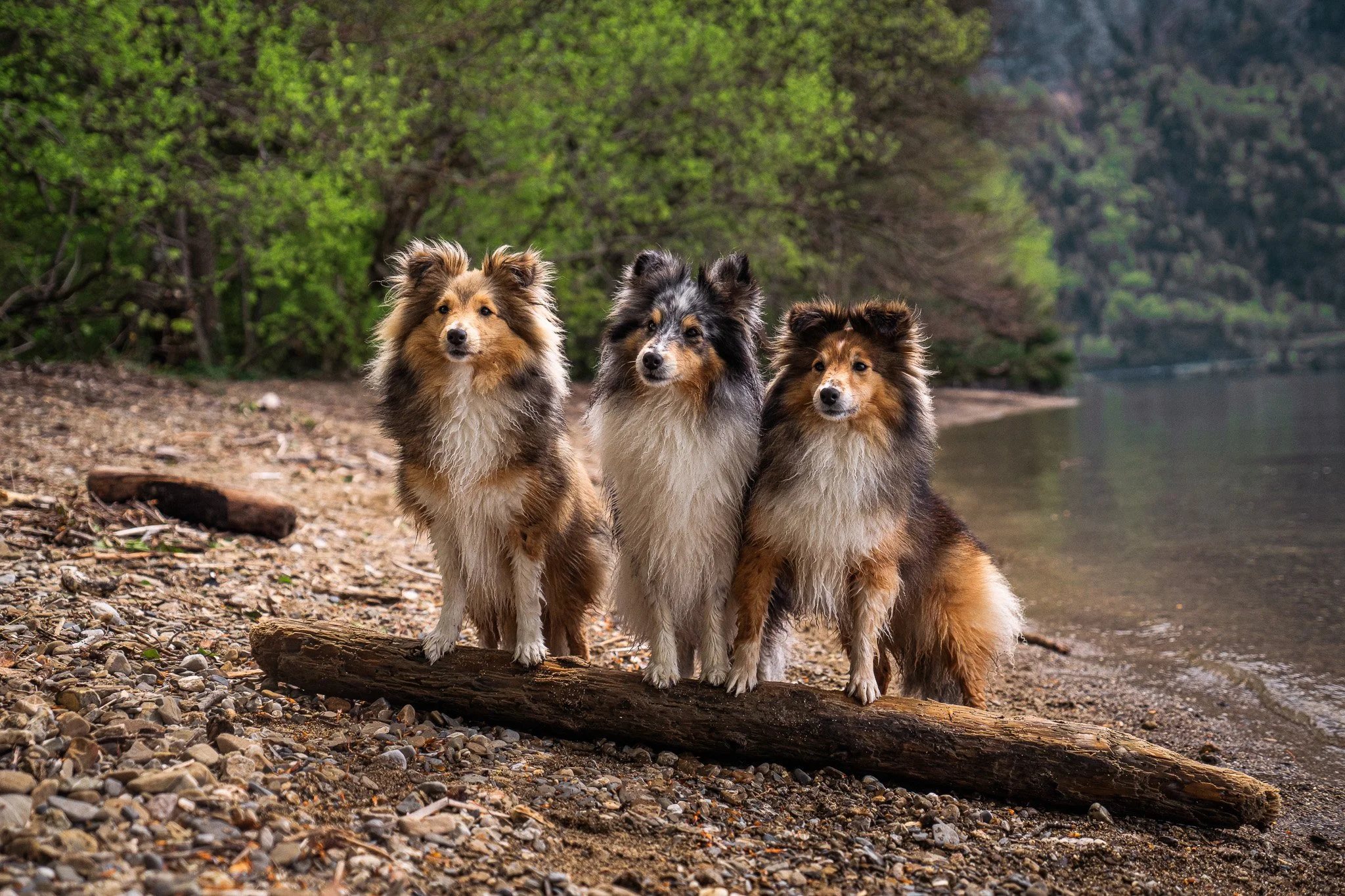 dogs-on-beach