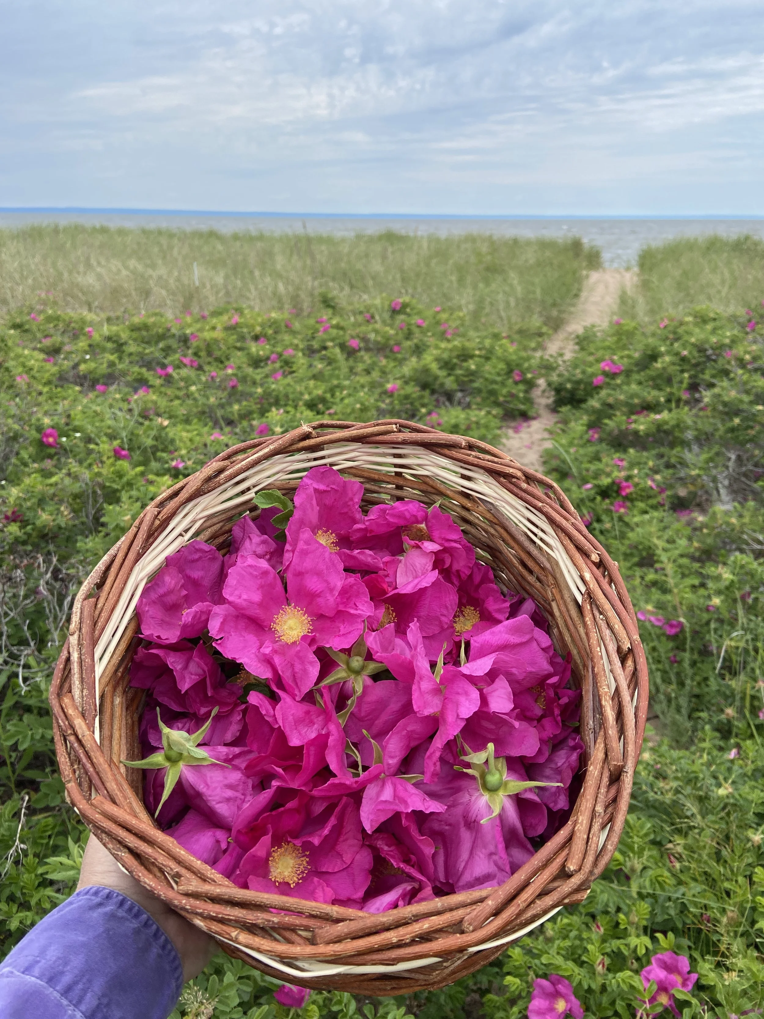 woven willow basket of vibrant pink beach roses held up against a backdrop of a beach rose grove with Lake Superior in the background.