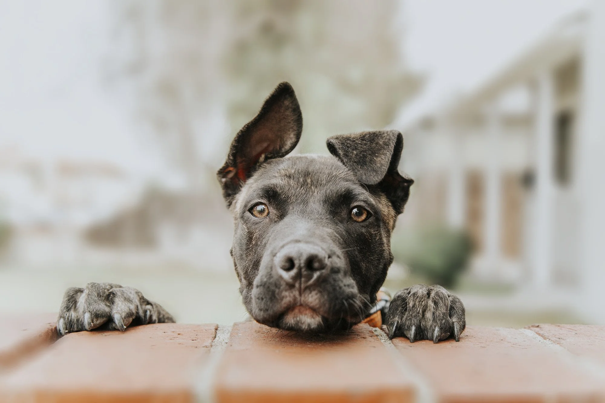 Top 4 Reasons To Have Your Cat / Dog Professionally Photographed!