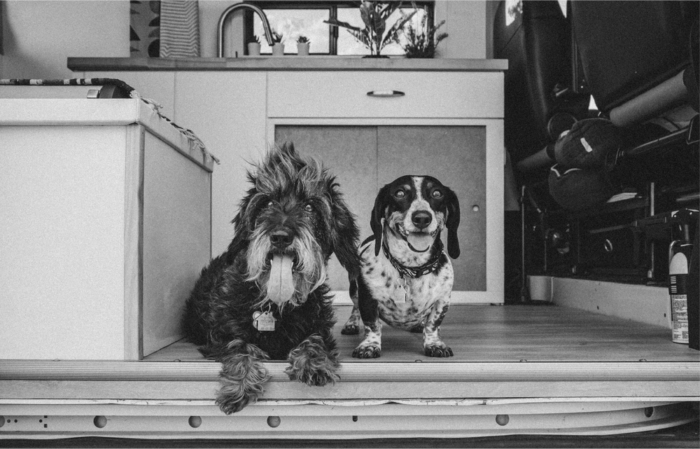 b&w_dogs@2x.png