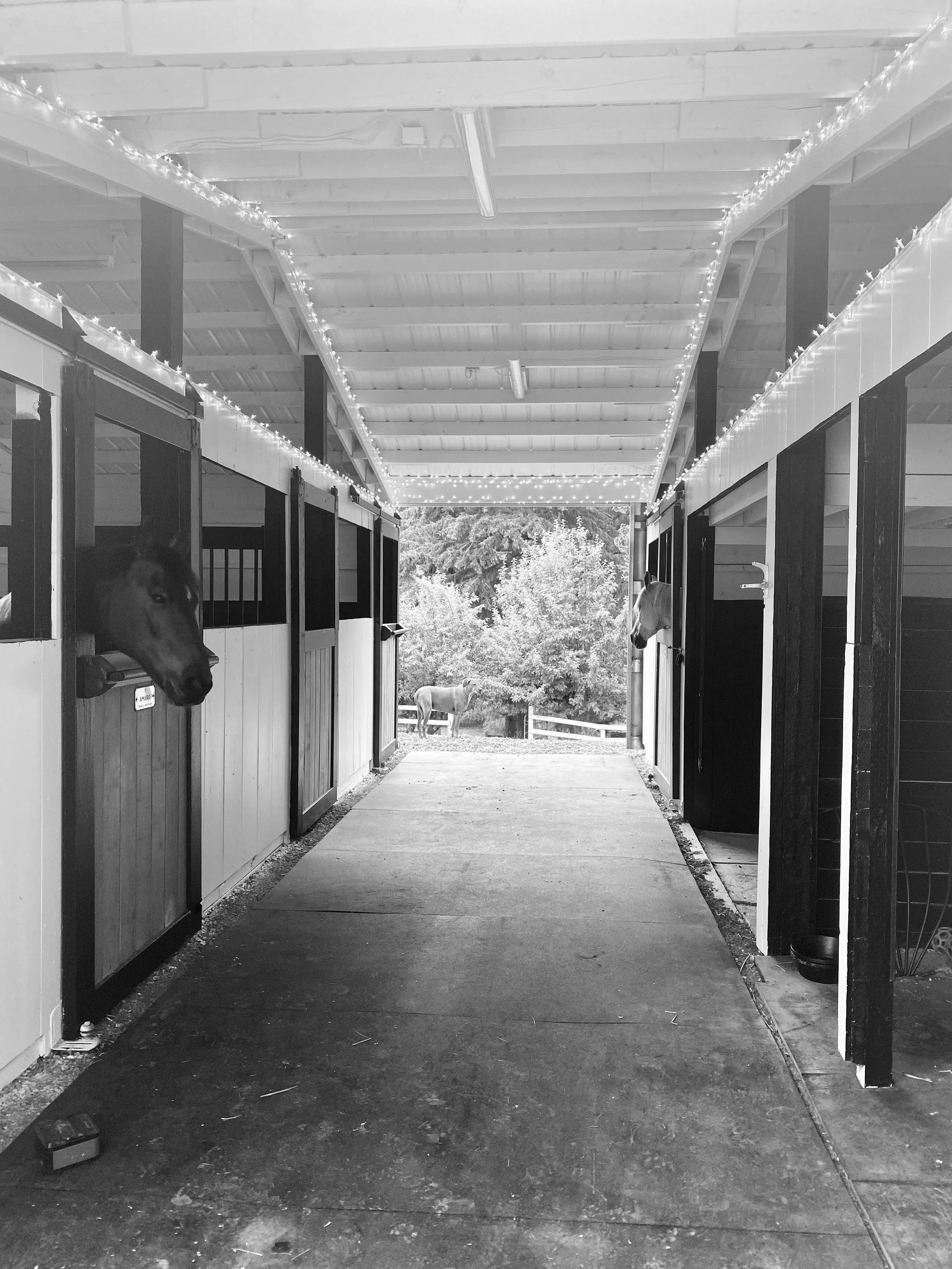 All inclusive board and training for horses to be healthy and happy in