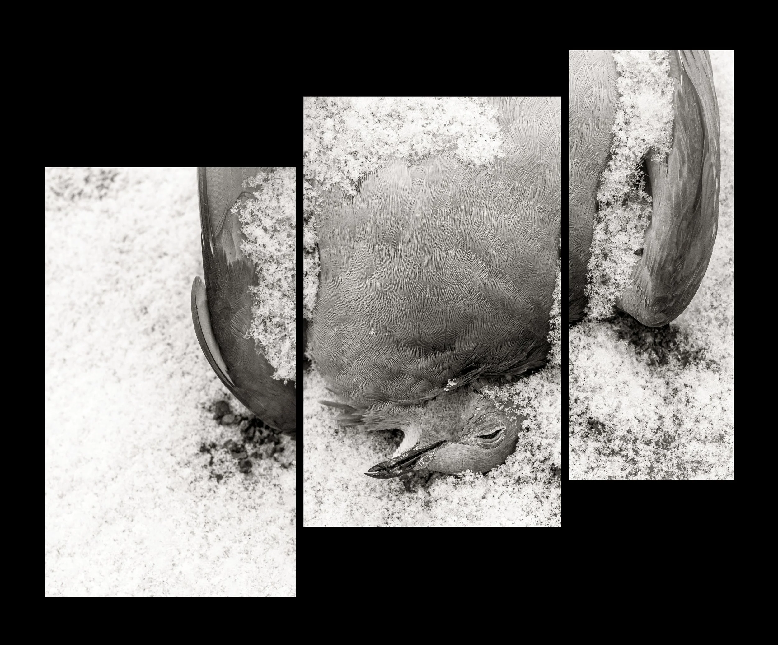 Diptychs & Triptychs