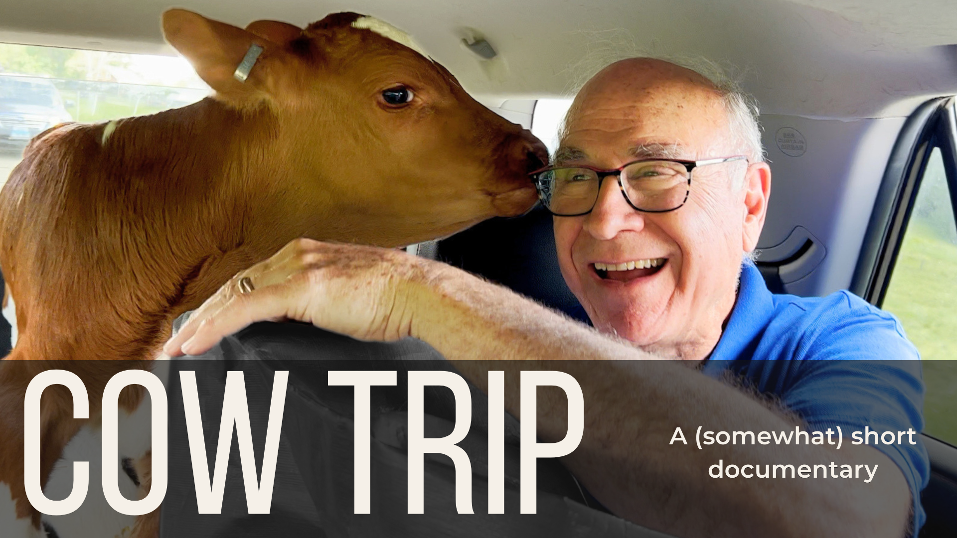 Cow Trip | A Short Film by Joanna Zelman — Joanna Zelman