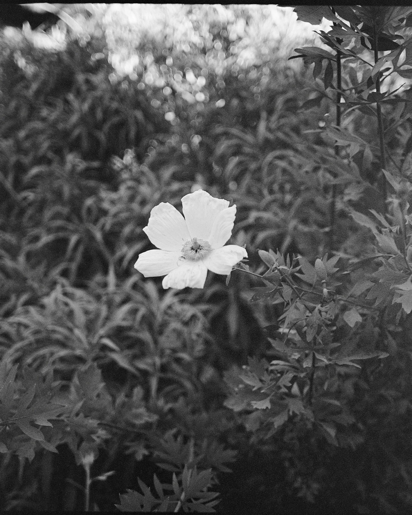 a summer wedding in la jolla on film <3

venue @lodgetorreypinesweddings photo @kristinpiteophoto 
planning @elle_events_co floral @flowersannettegomez 
dress @daniellefrankelstudio hmua @kcwitkamp rentals @thdsandiego
band @downbeat.agency lighti