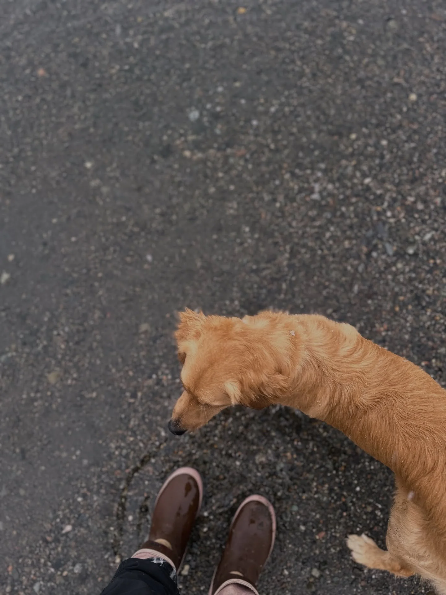 March - adopted a doggy!  got epic pow turns with friends, watched my niece continue to grow, and made art I&rsquo;m proud of 🌀🆒🌬️🐕‼️🫶 

#updatecupcake #march #springtime #dogsforever #cantbeatit