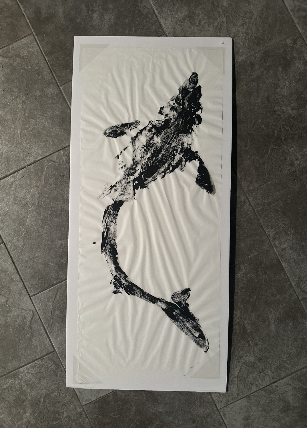 Spiny Dog Fish Shark